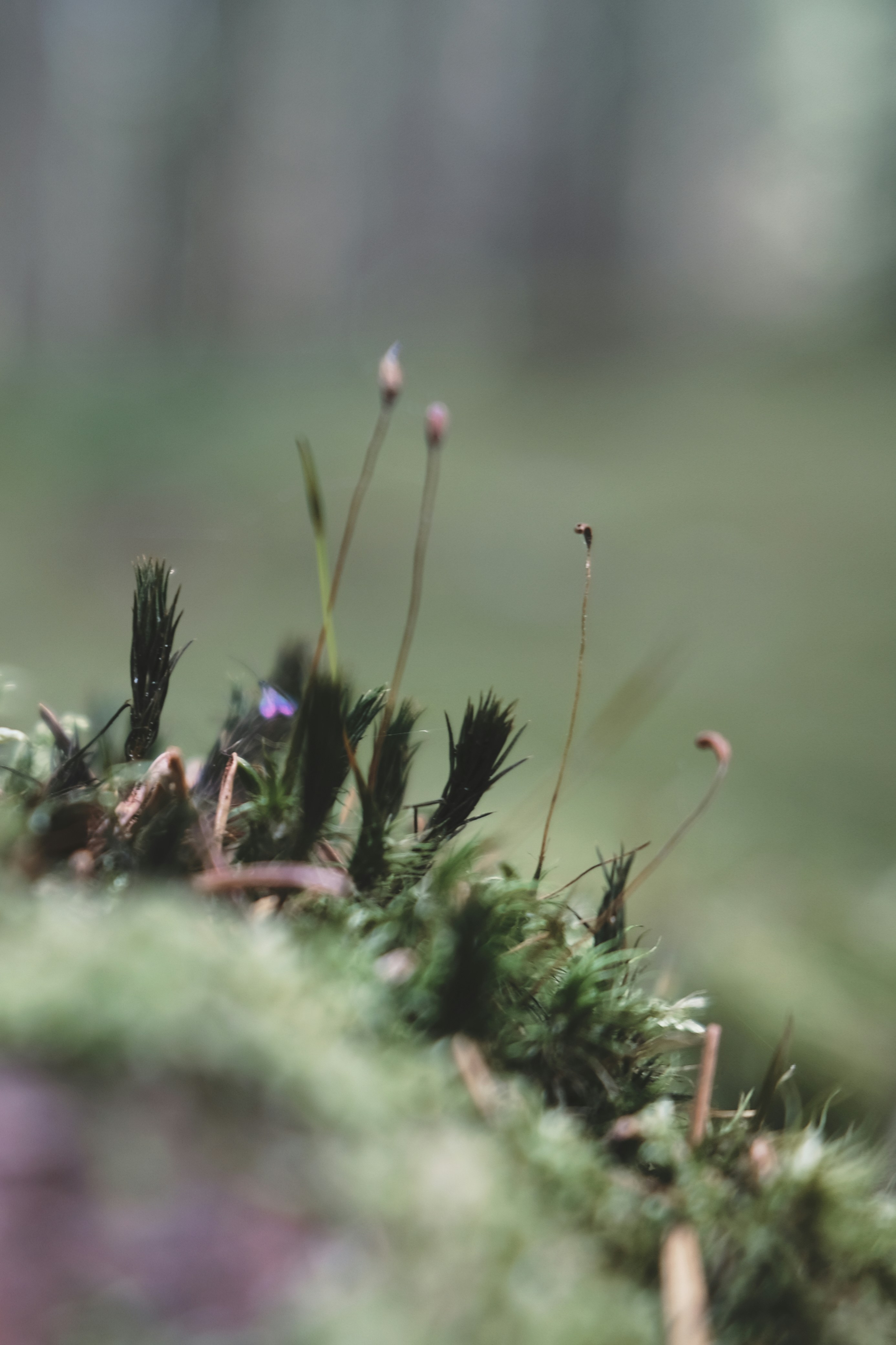 Photo by magnusjonasson