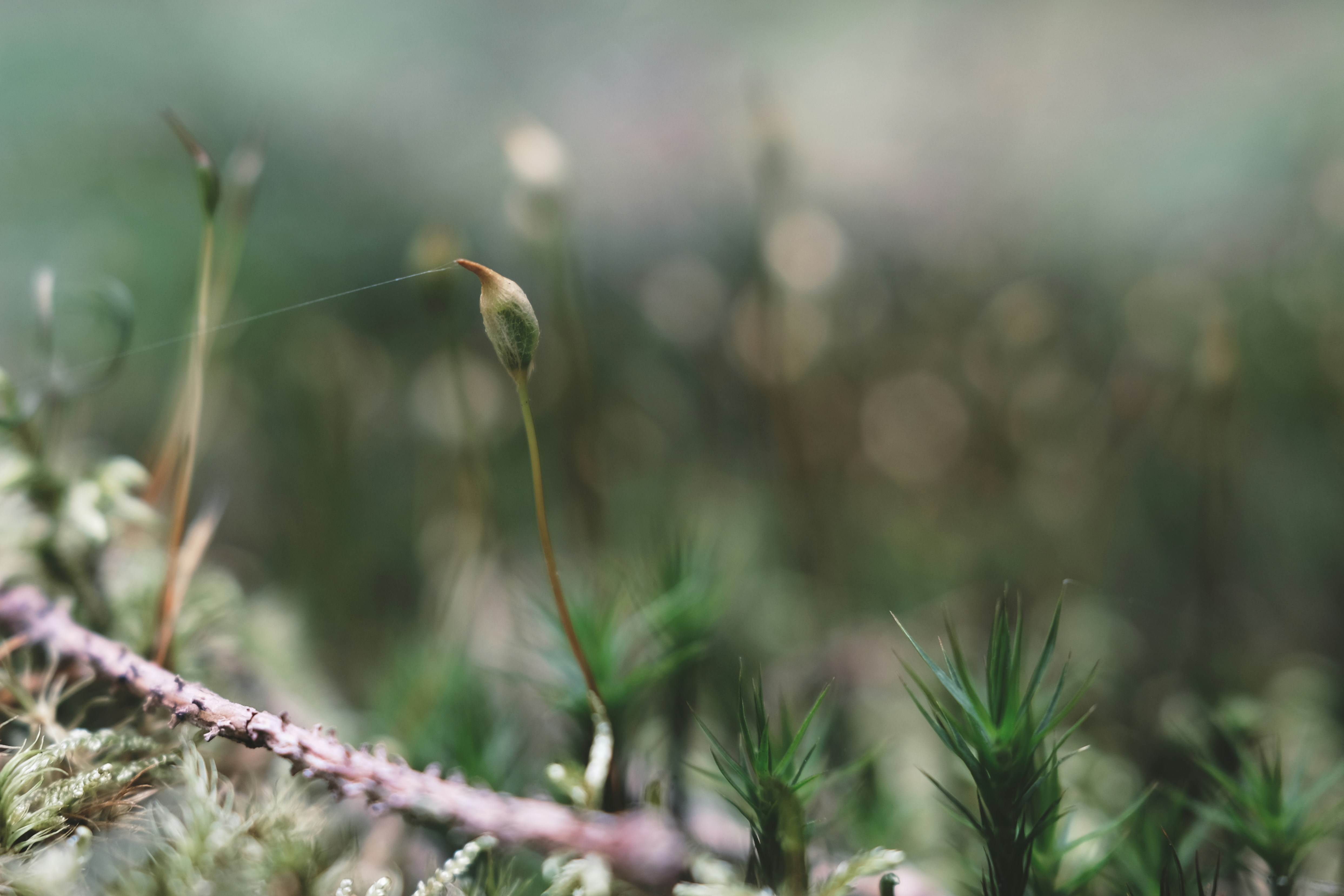 Photo by magnusjonasson