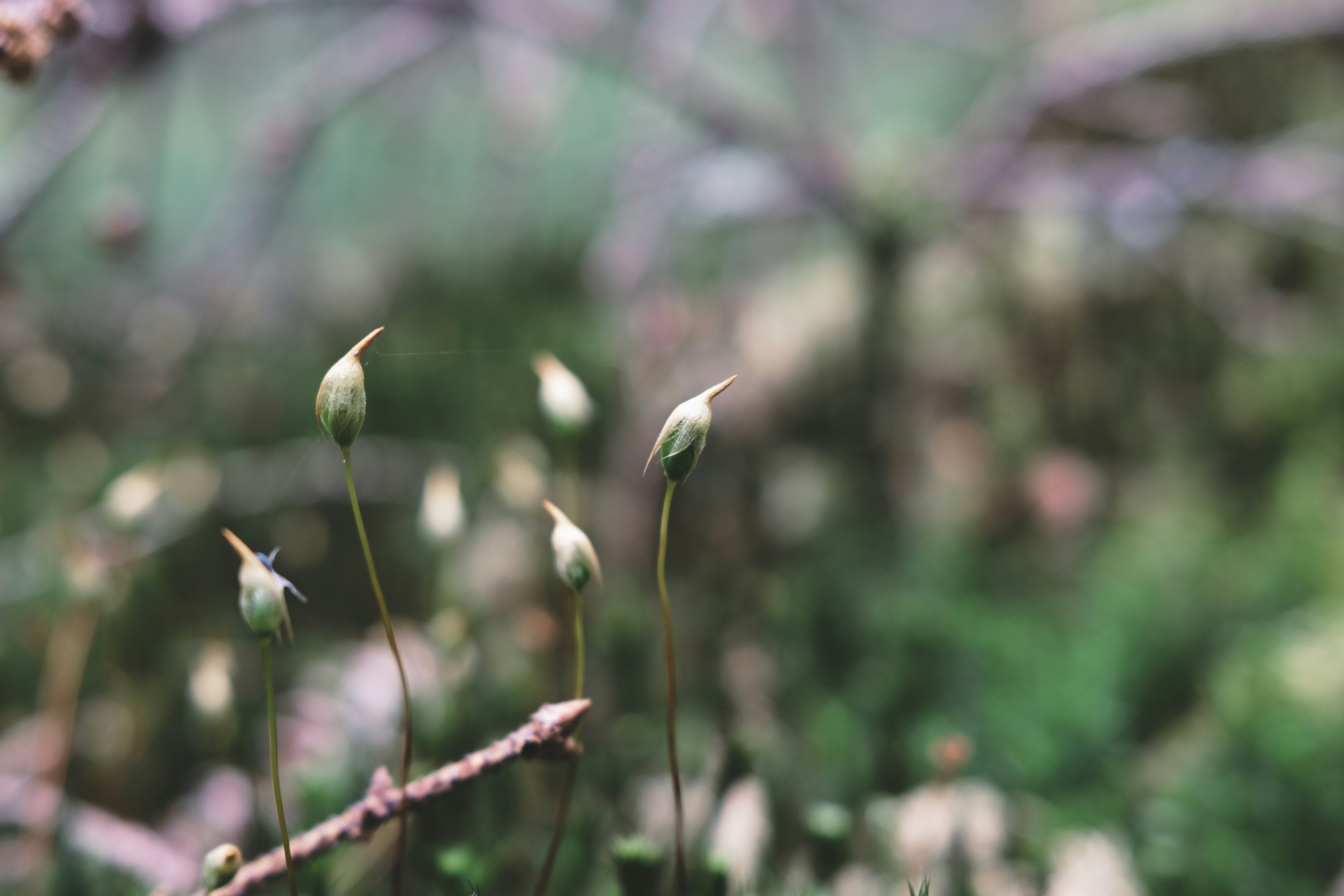 Photo by magnusjonasson