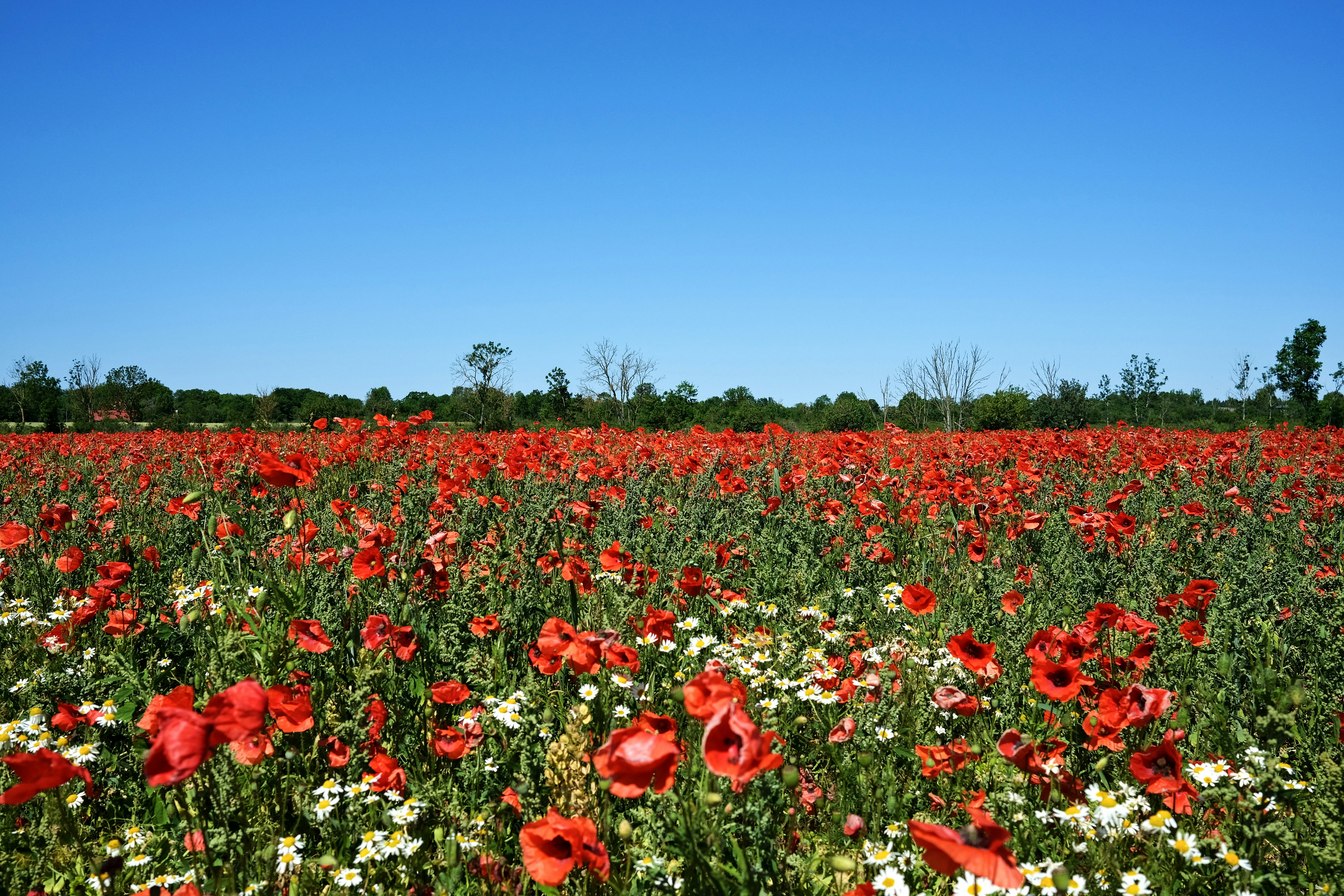 Photo by magnusjonasson