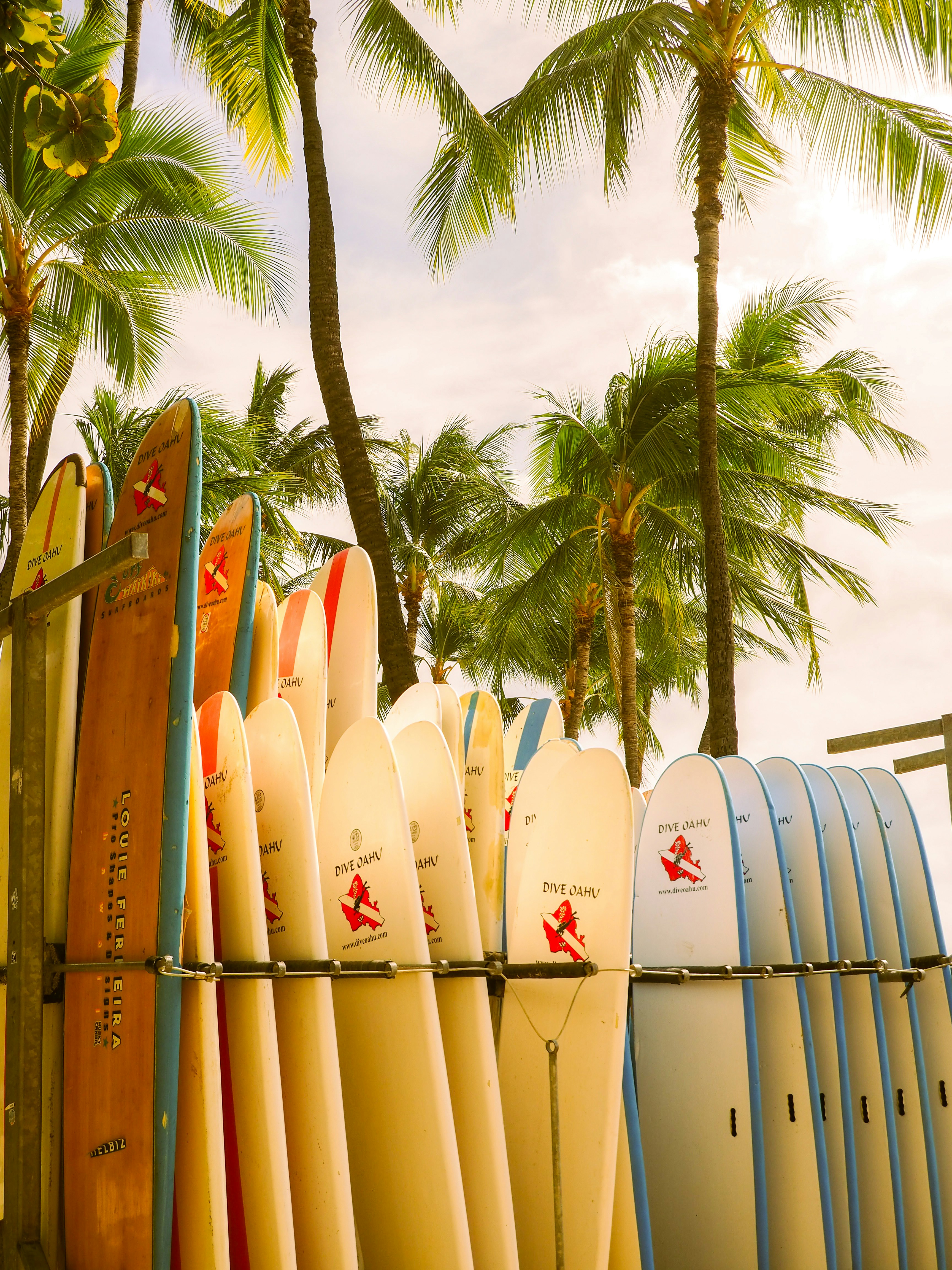 Surfboards are ready for some waves near palm trees.
