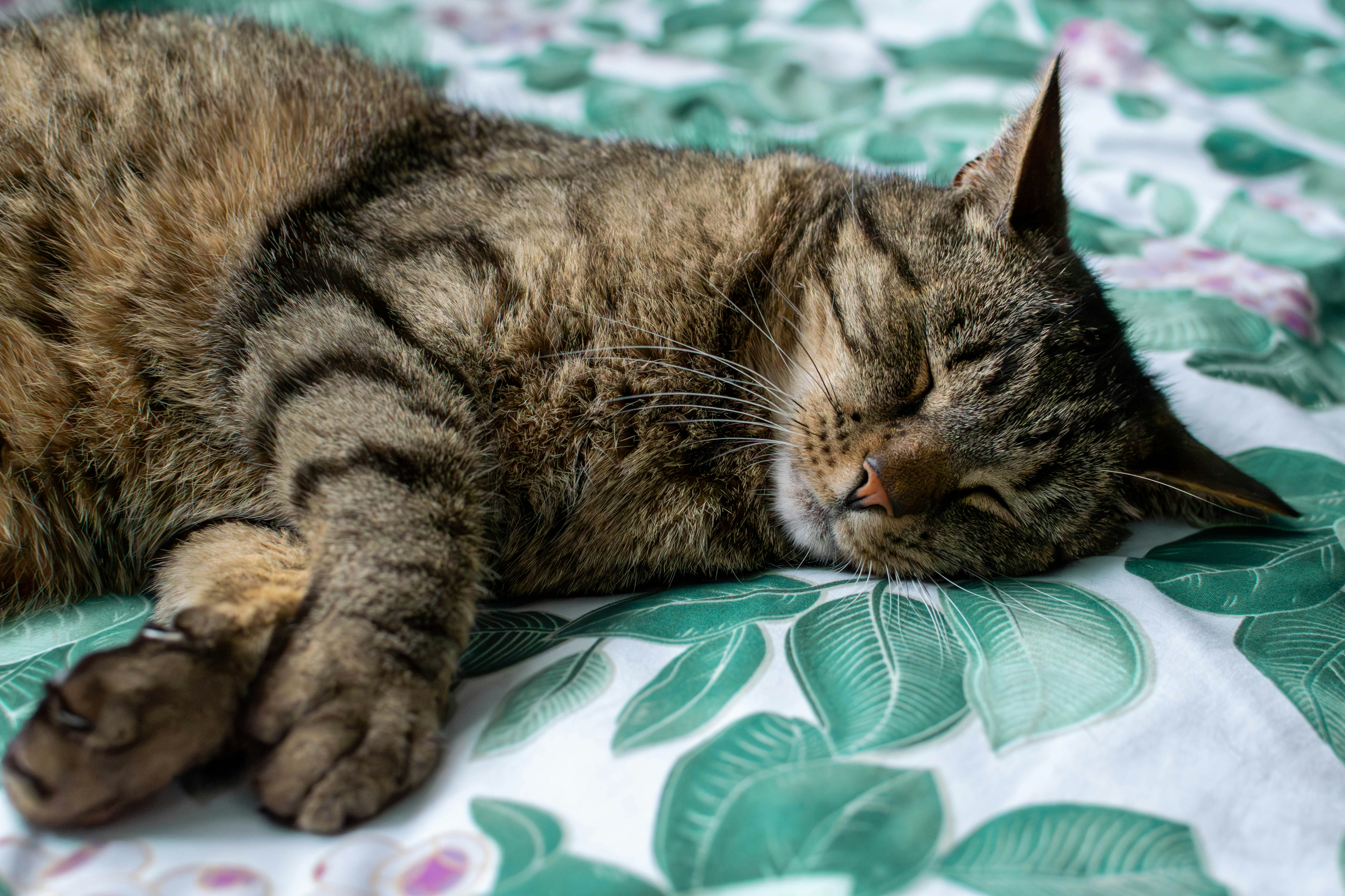 Photo by dominikklos