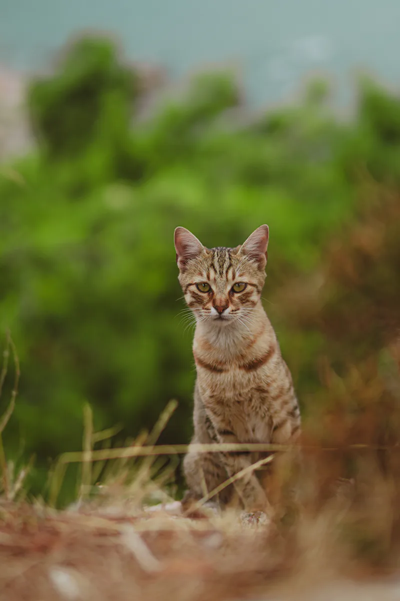 Mountain cat representing Tribe of Rushing Water for warrior cat tribe names guide