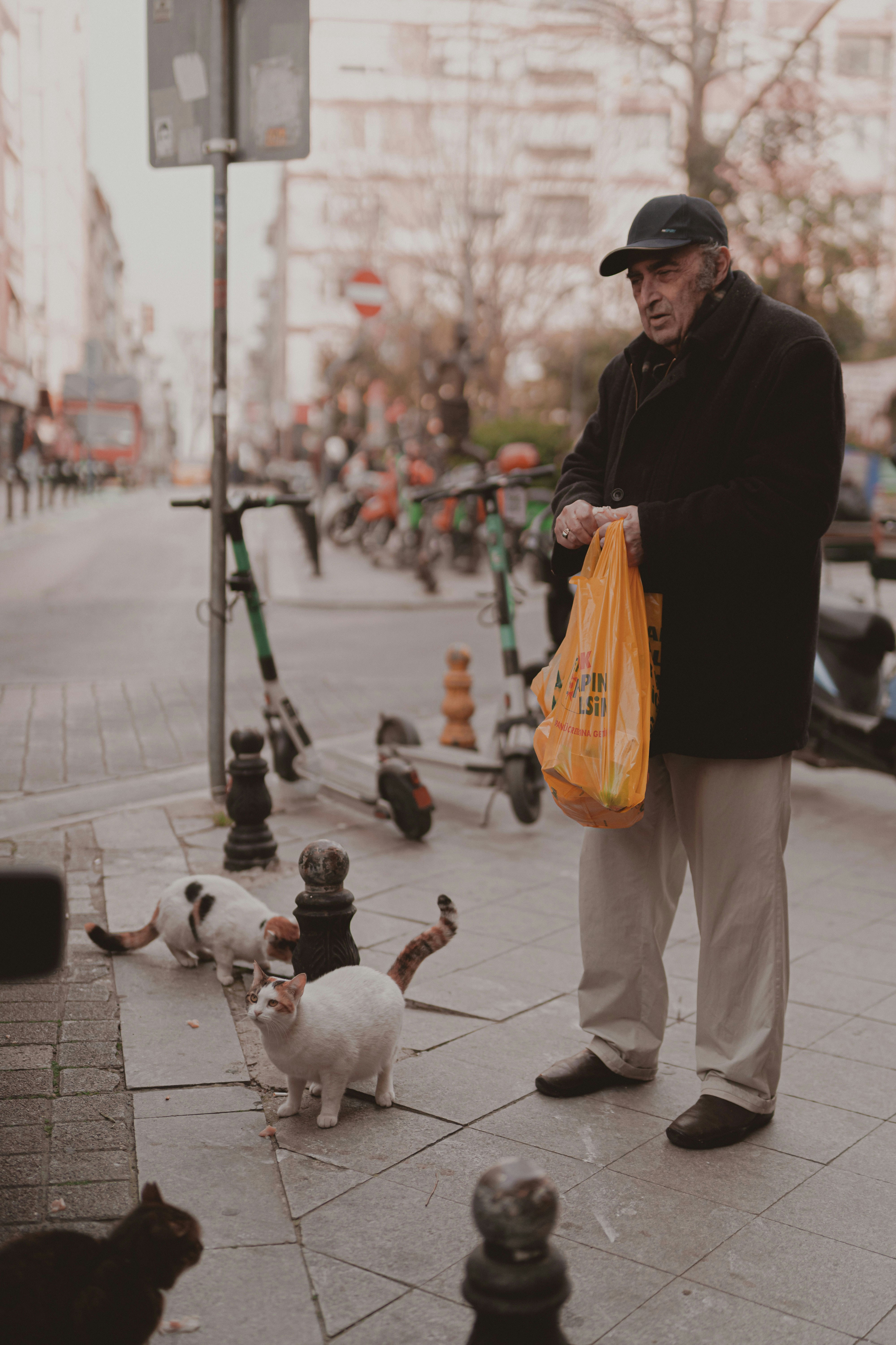 Man feeds stray cats on a city street.