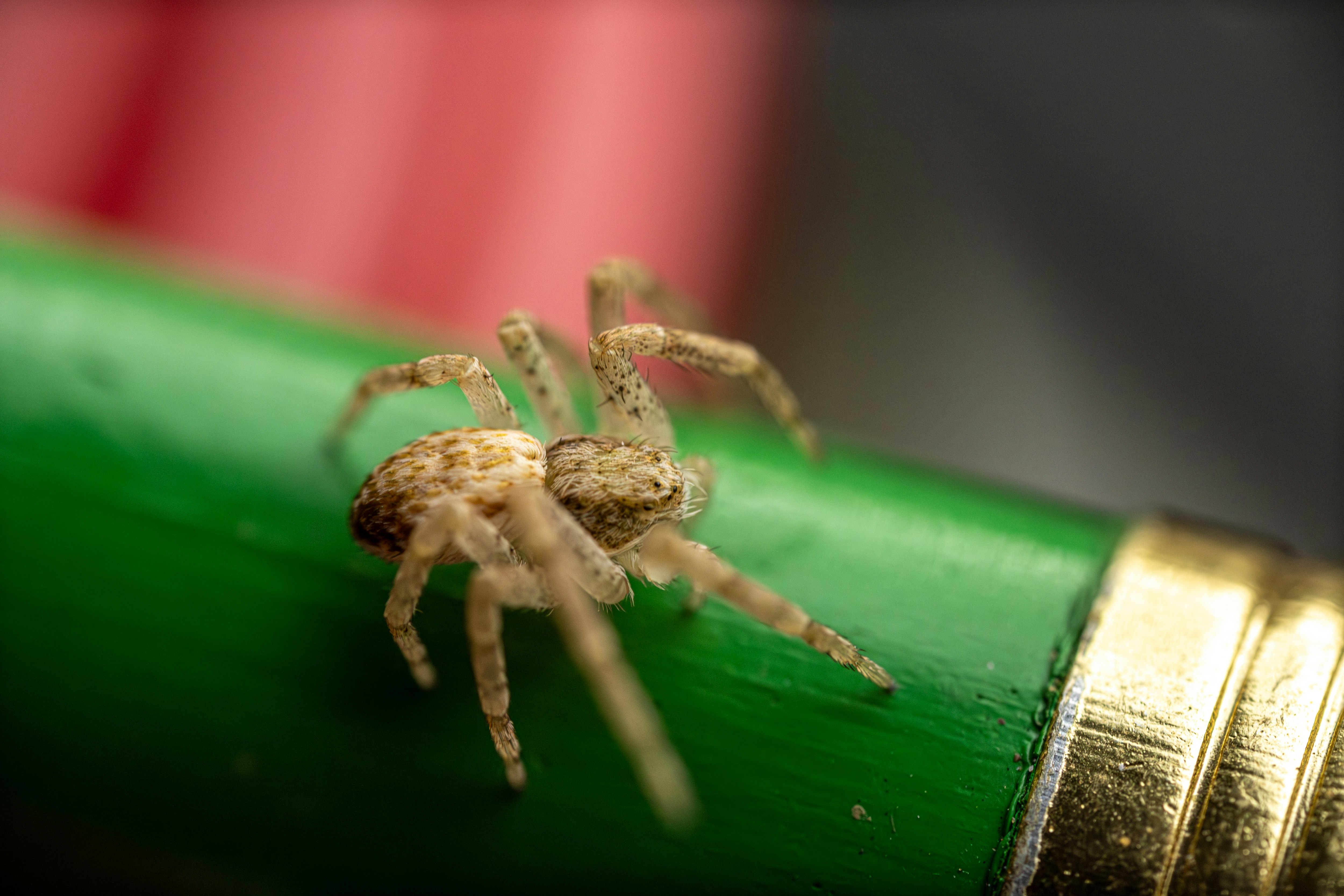 Uma pequena aranha rasteja em uma vara verde.