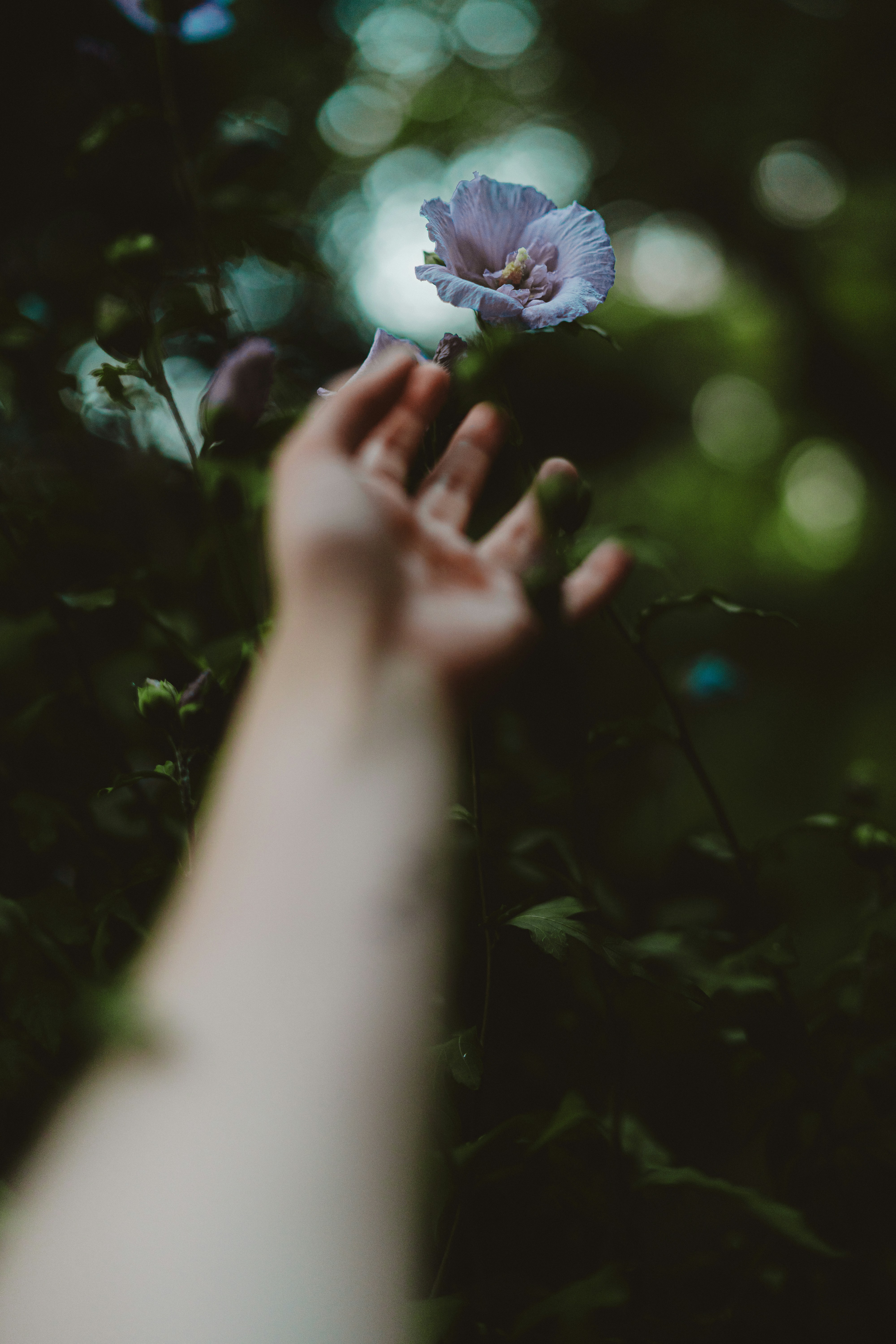 Reaching for a delicate, light purple flower. photo – Free Image on Unsplash, image size:3000x4500