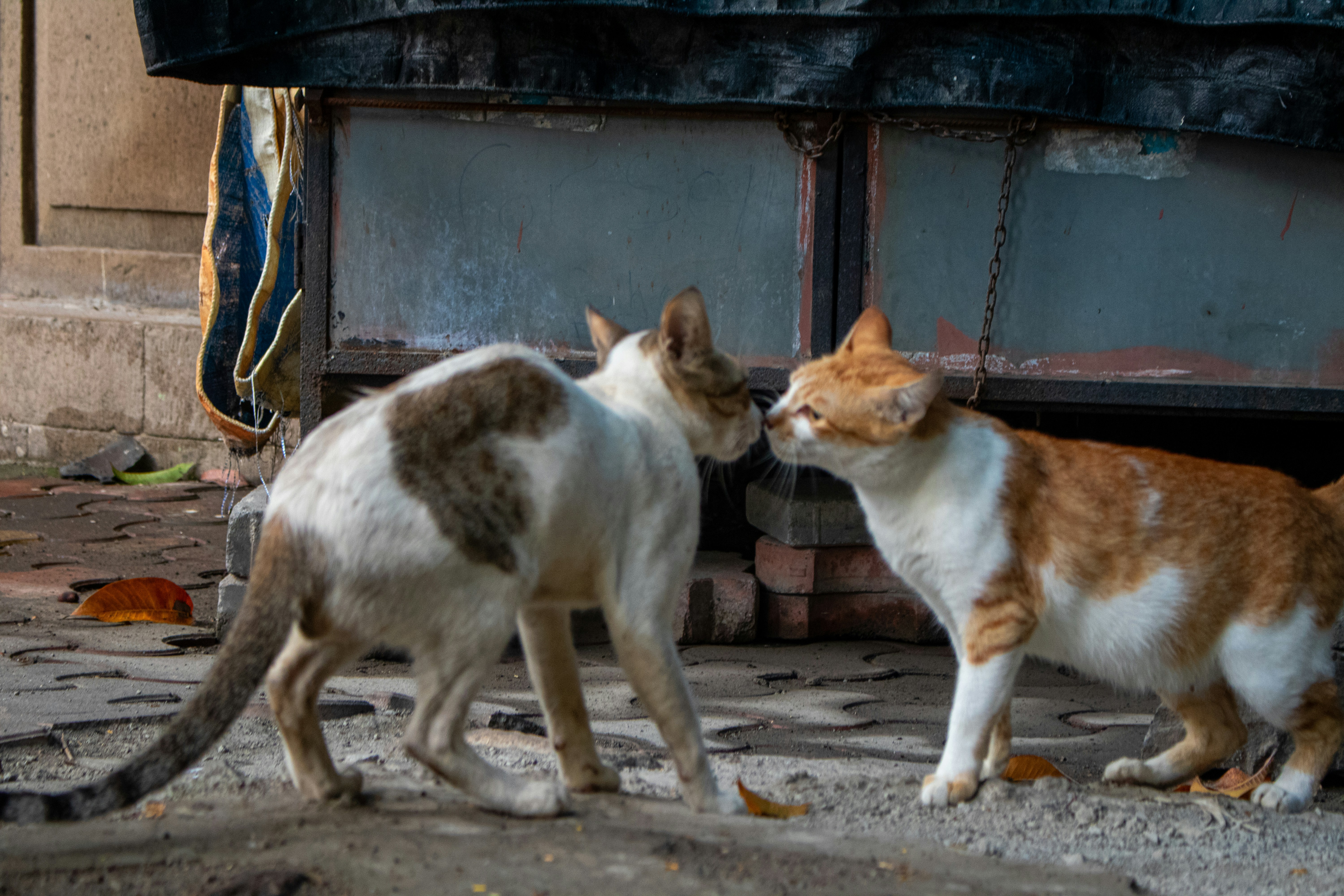 Photo by zoshuacolah
