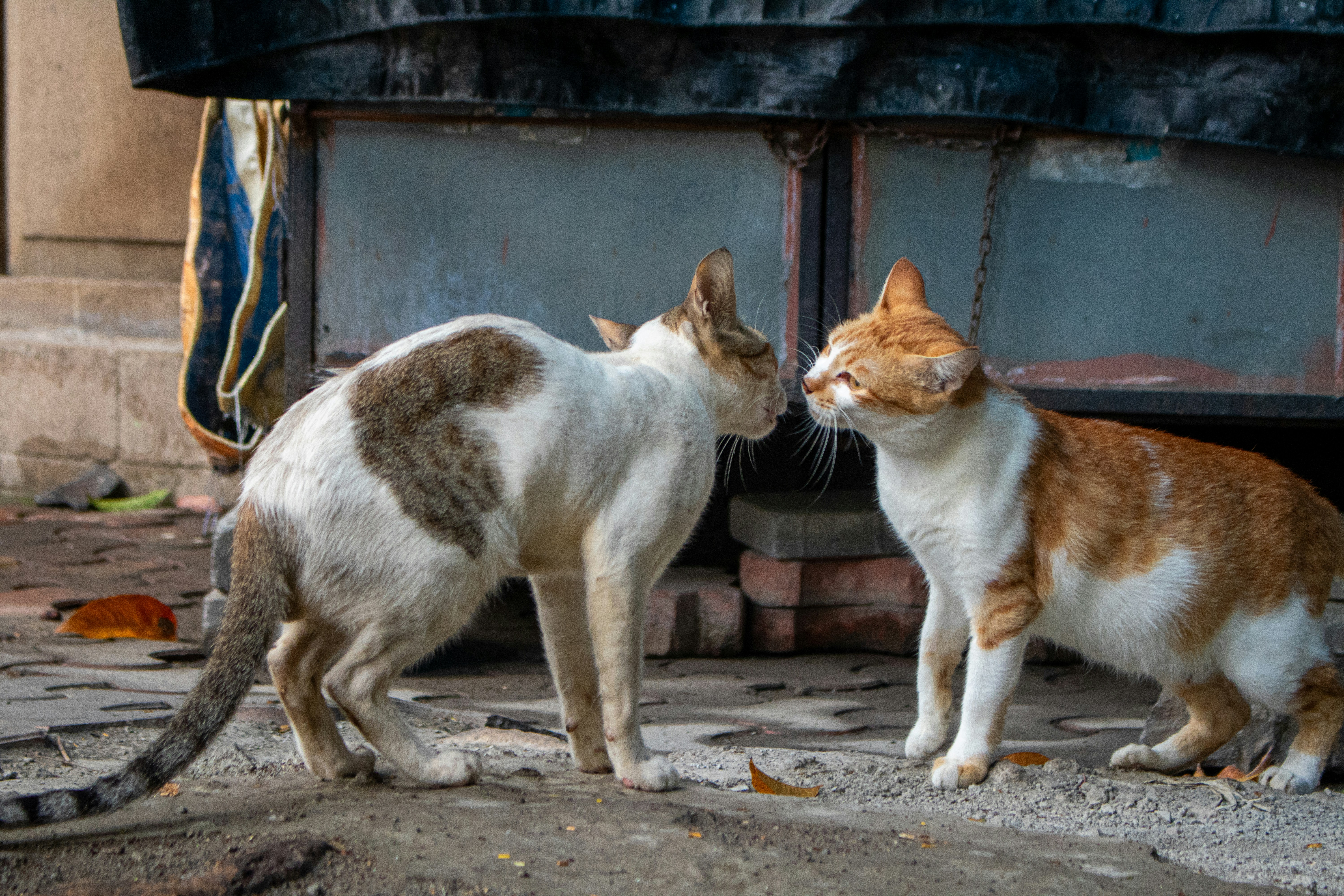 two cats in love