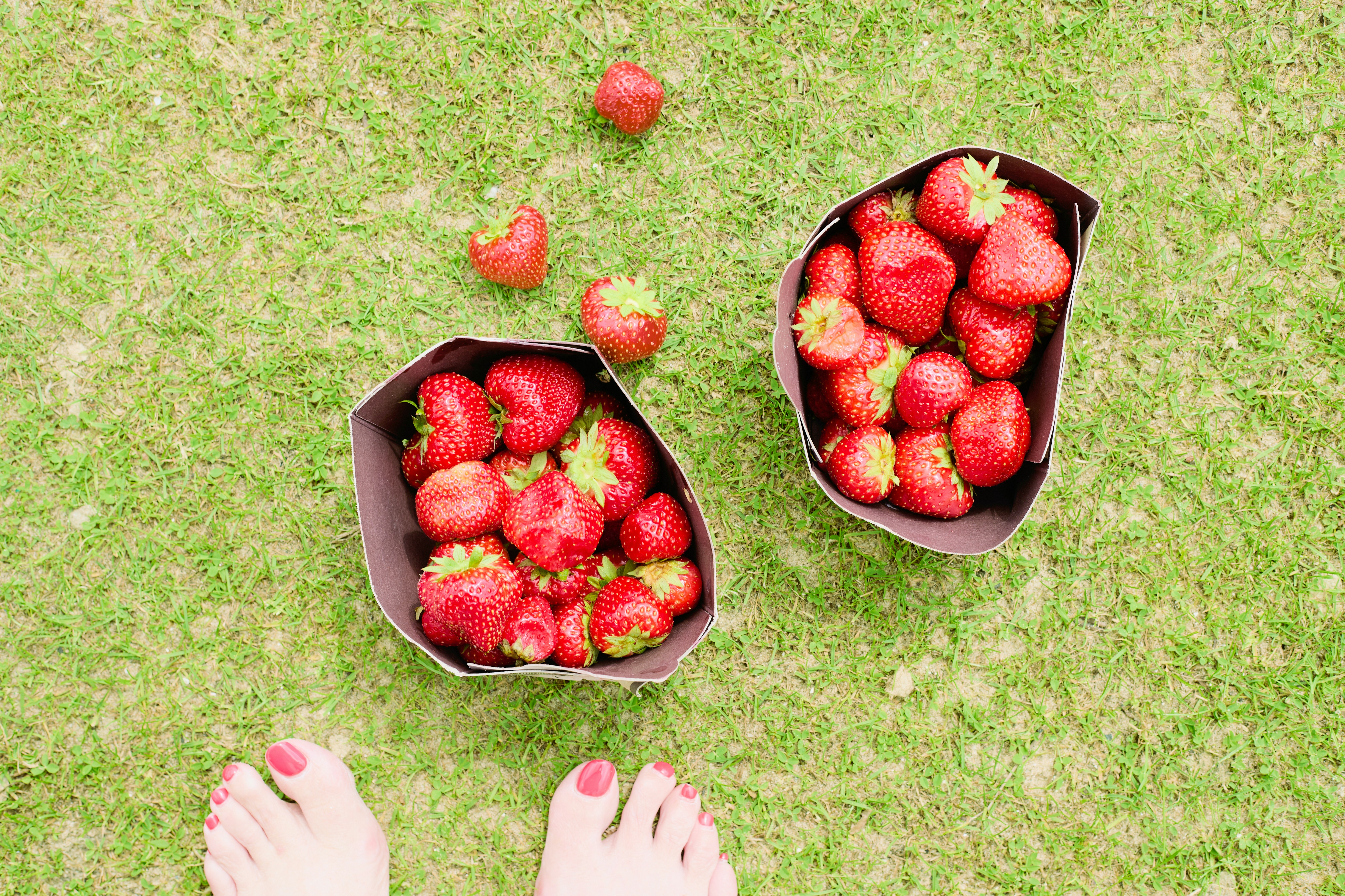 Fresh strawberries in paper containers on grass.