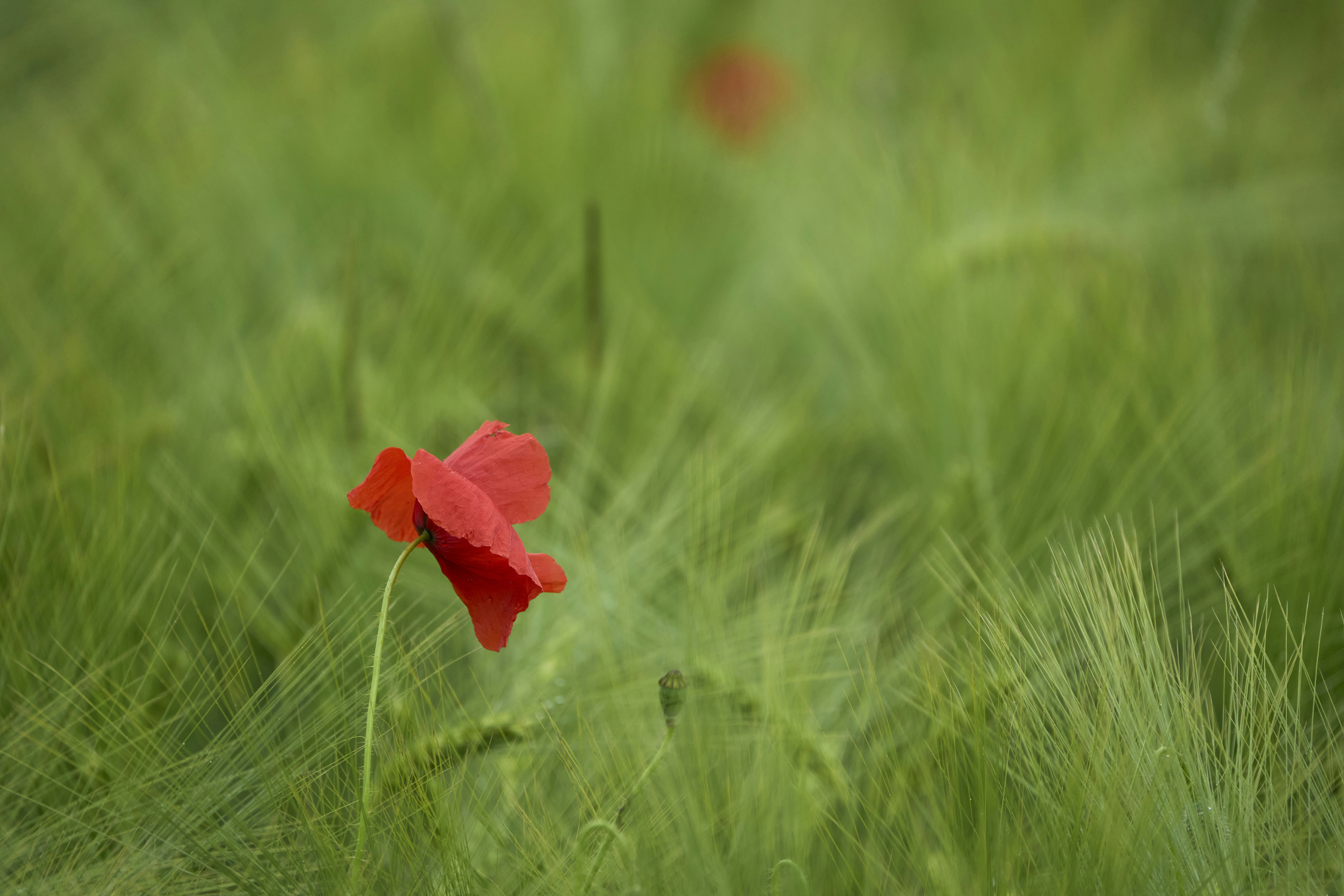 Photo by wolfgang_hasselmann