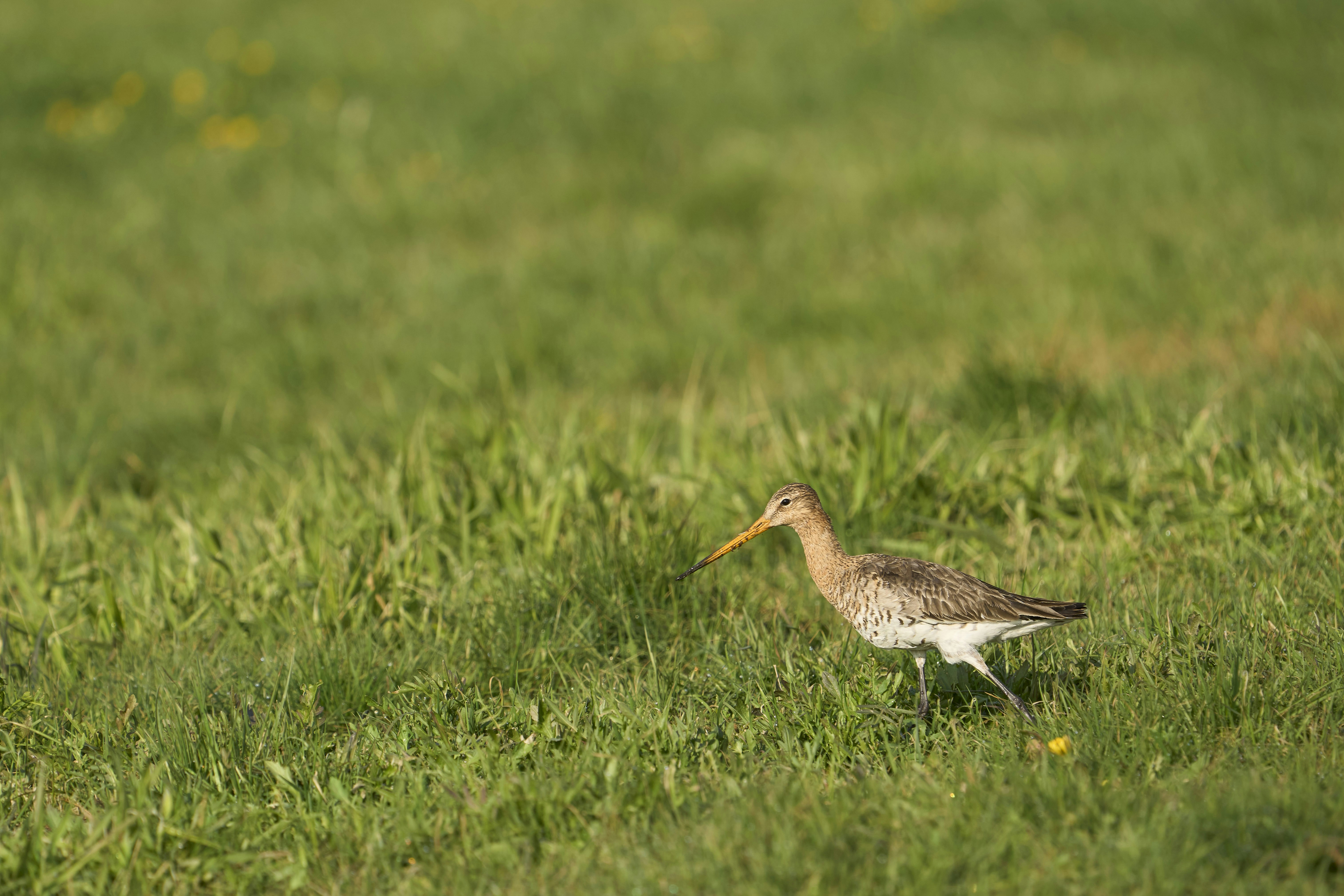 Photo by wolfgang_hasselmann