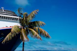 Cruise ship and palm tree on a sunny day.