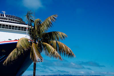 Cruise ship and palm tree on a sunny day.