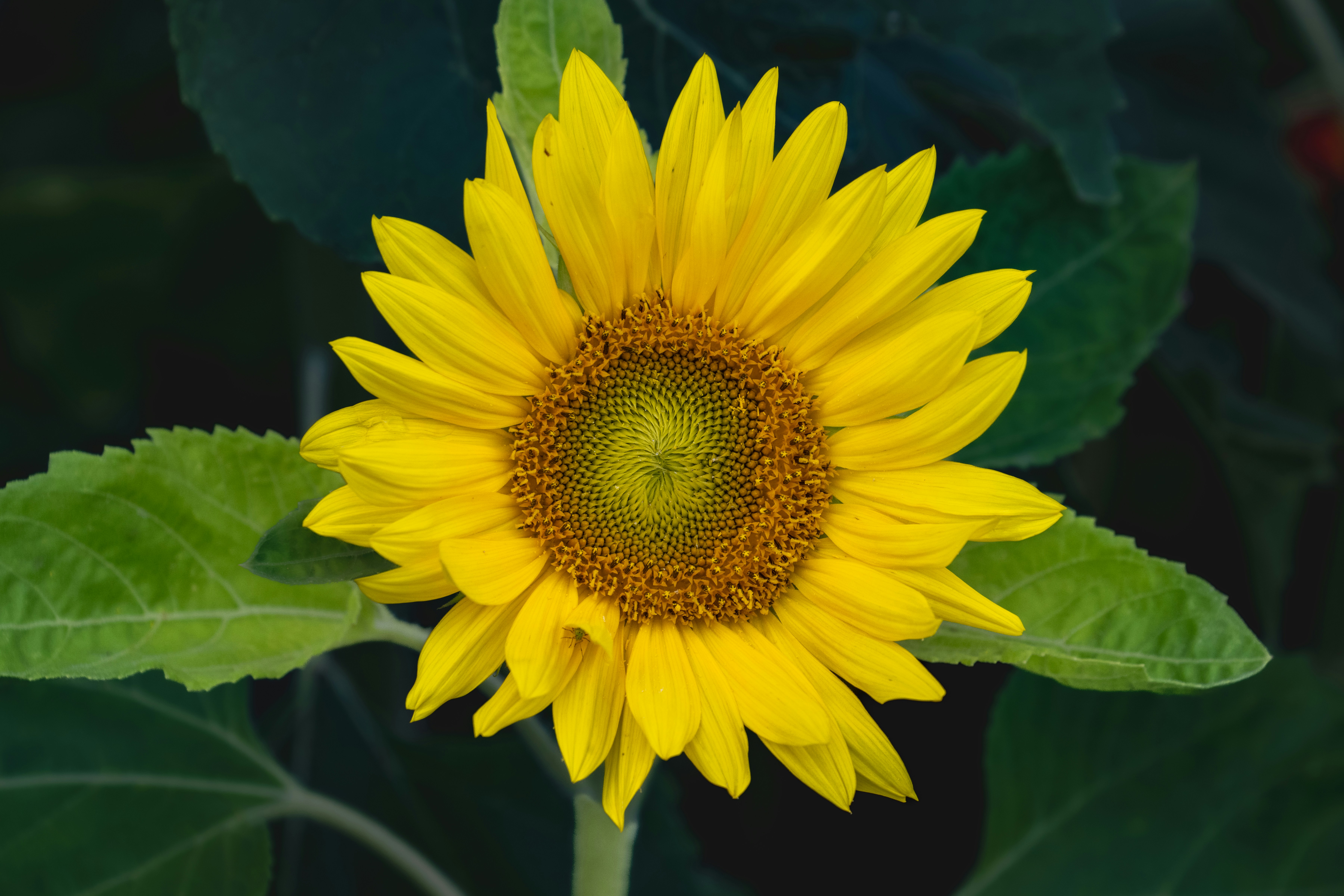 Photo by siegfriedpoepperl