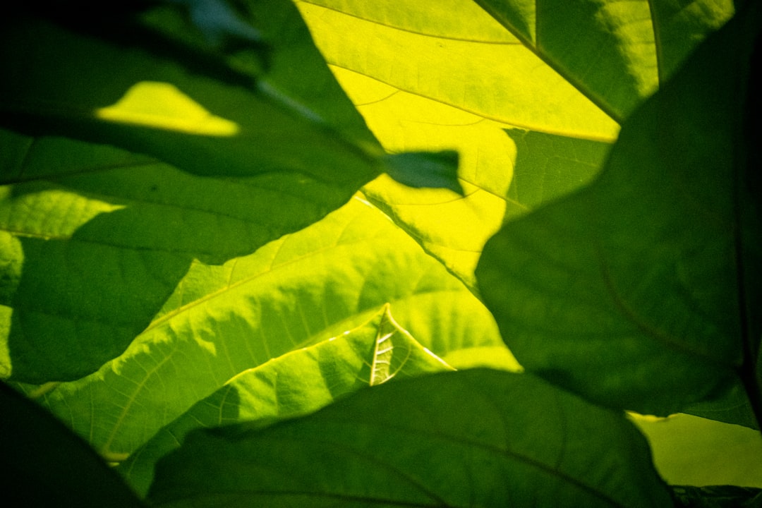 Sunlight shines through vibrant green leaves.
