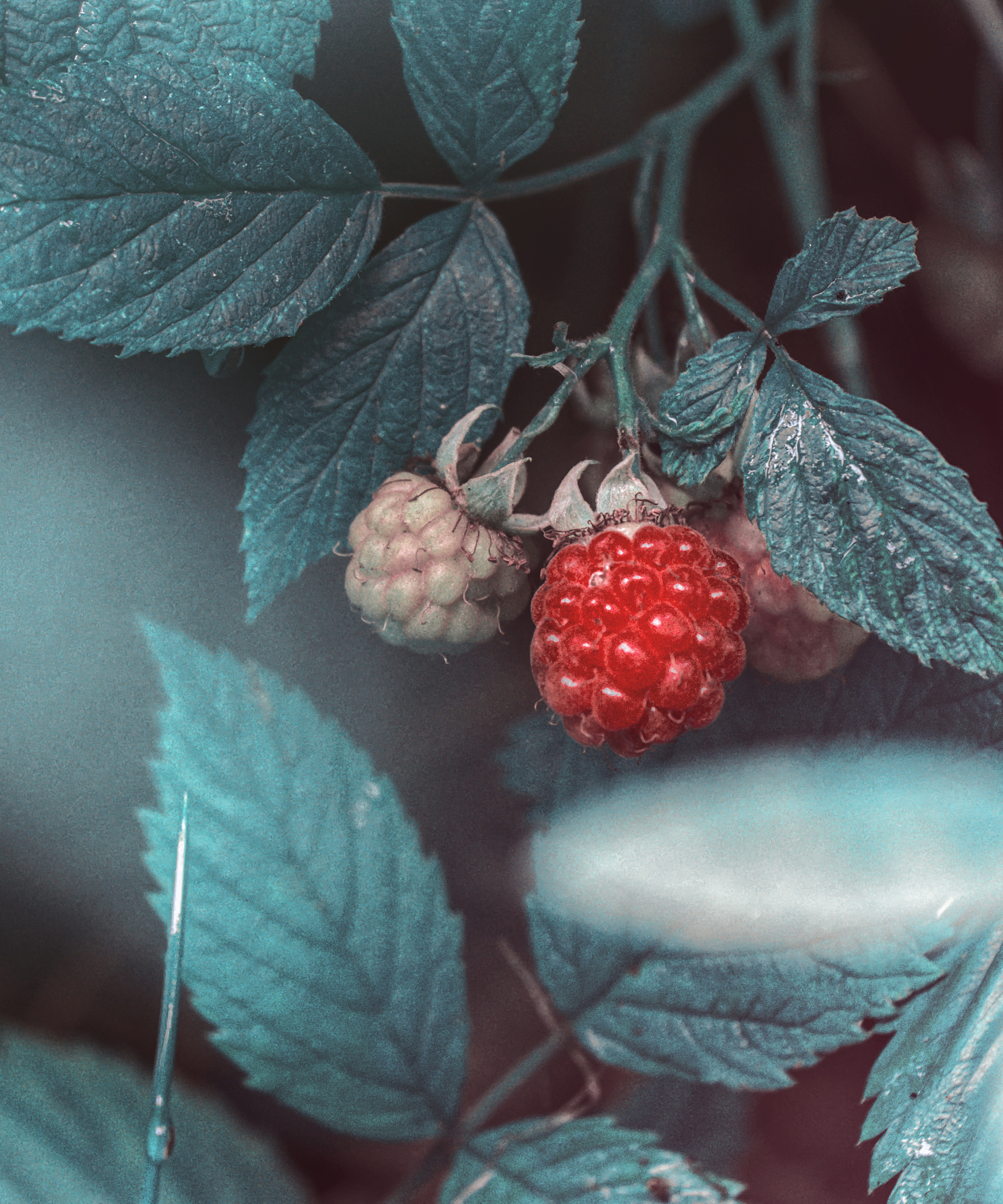 Photo by kumas_taverne