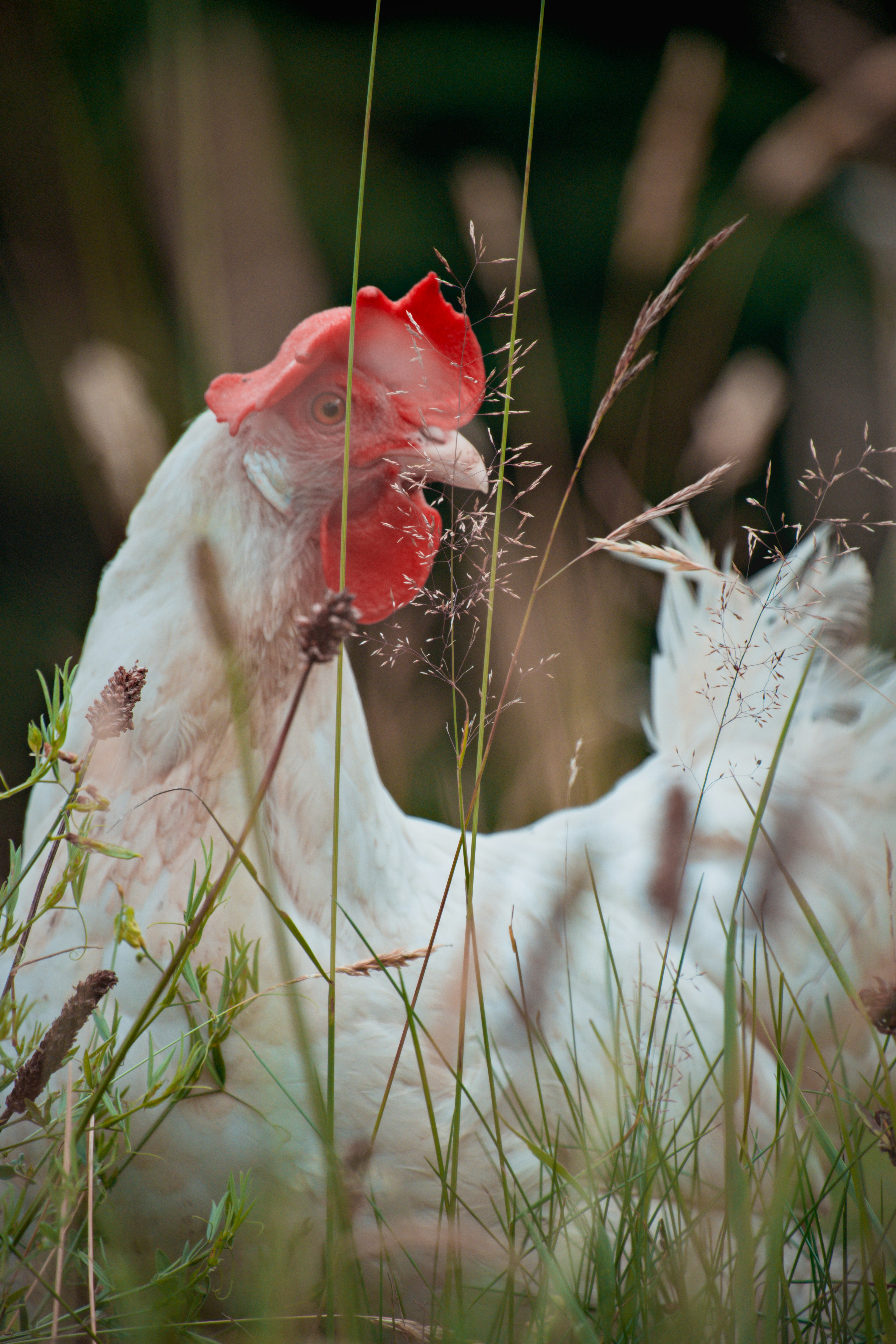A white chicken nests in the green grass.