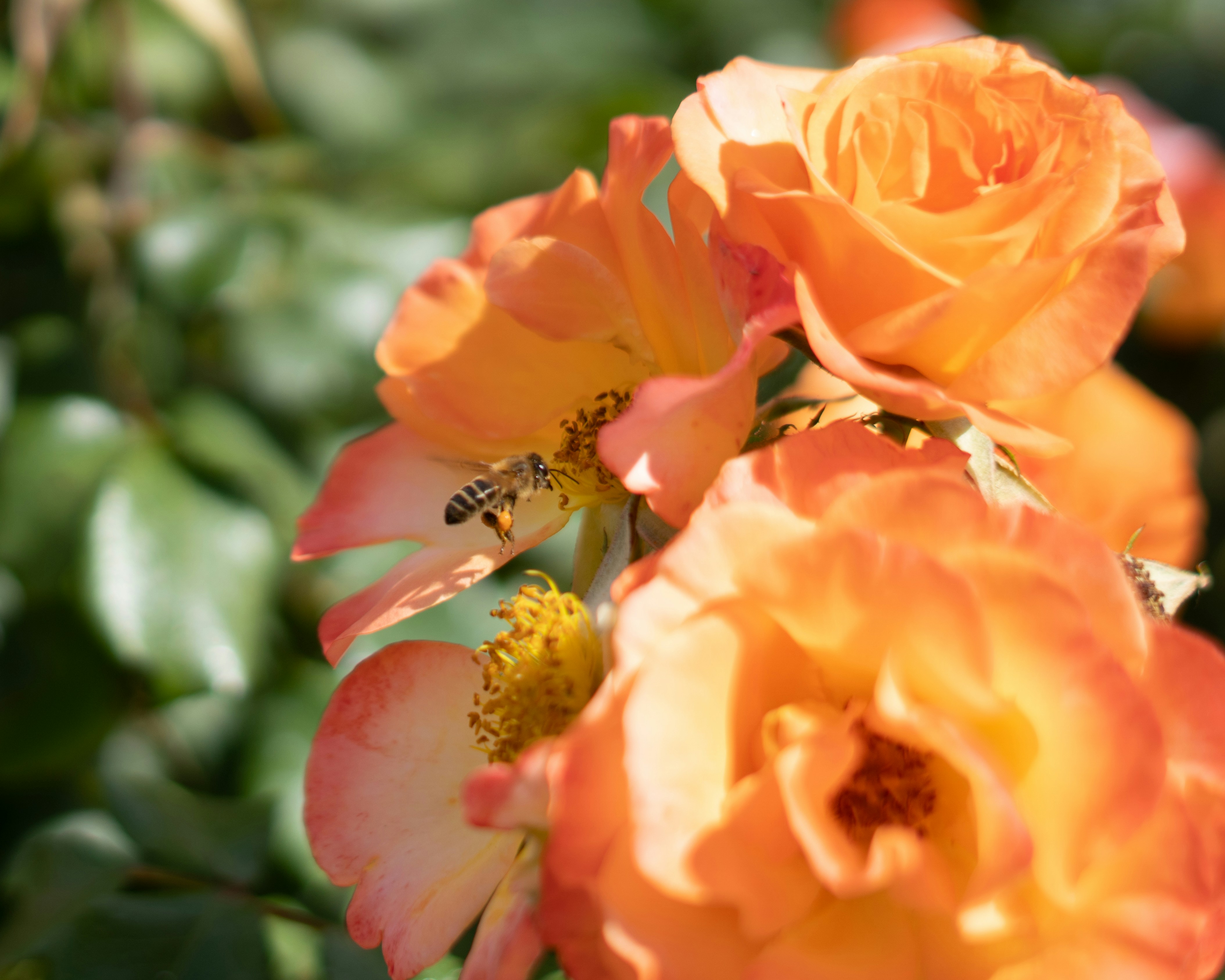 A bee pollinates orange roses in a garden.