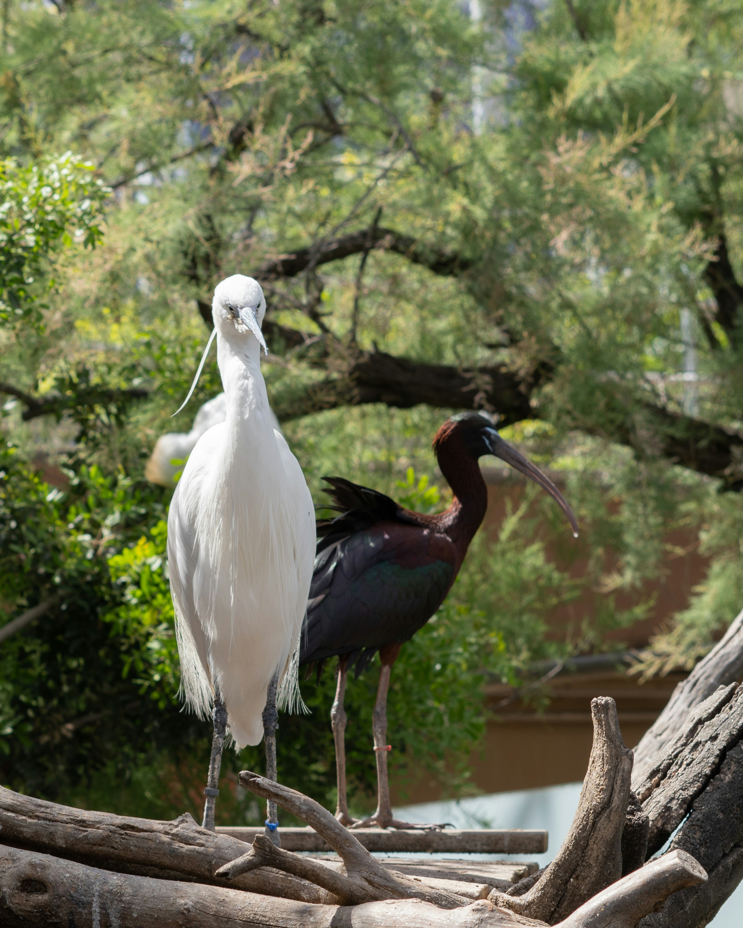 Two birds are perched on a tree branch.