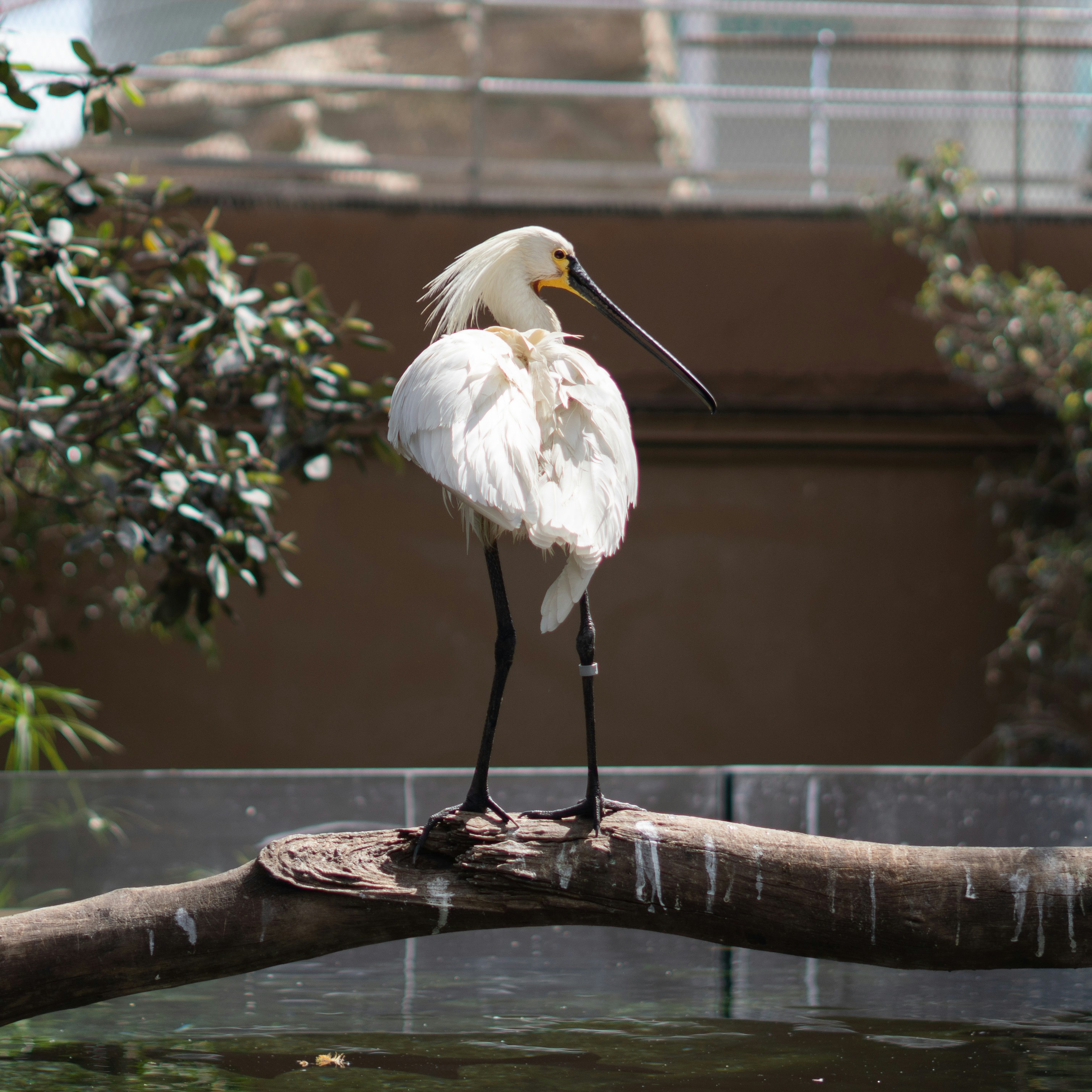 A spoonbill bird is perched on a branch.