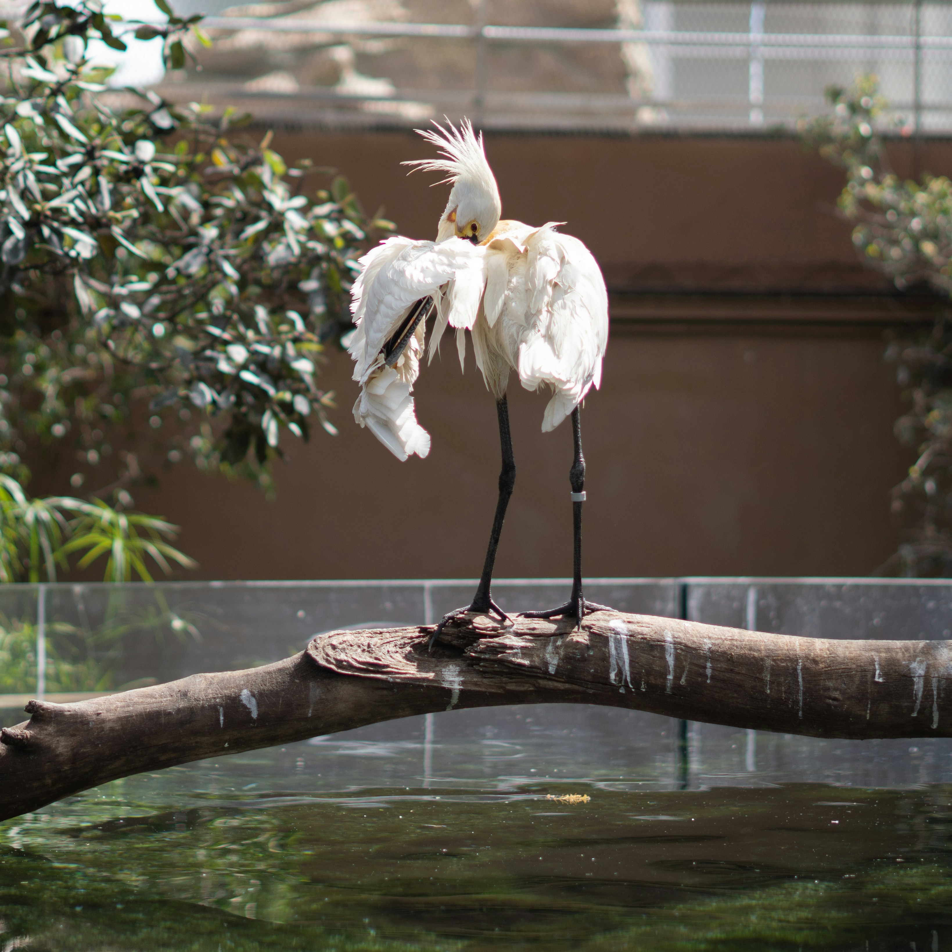 A spoonbill bird preens on a wooden branch.
