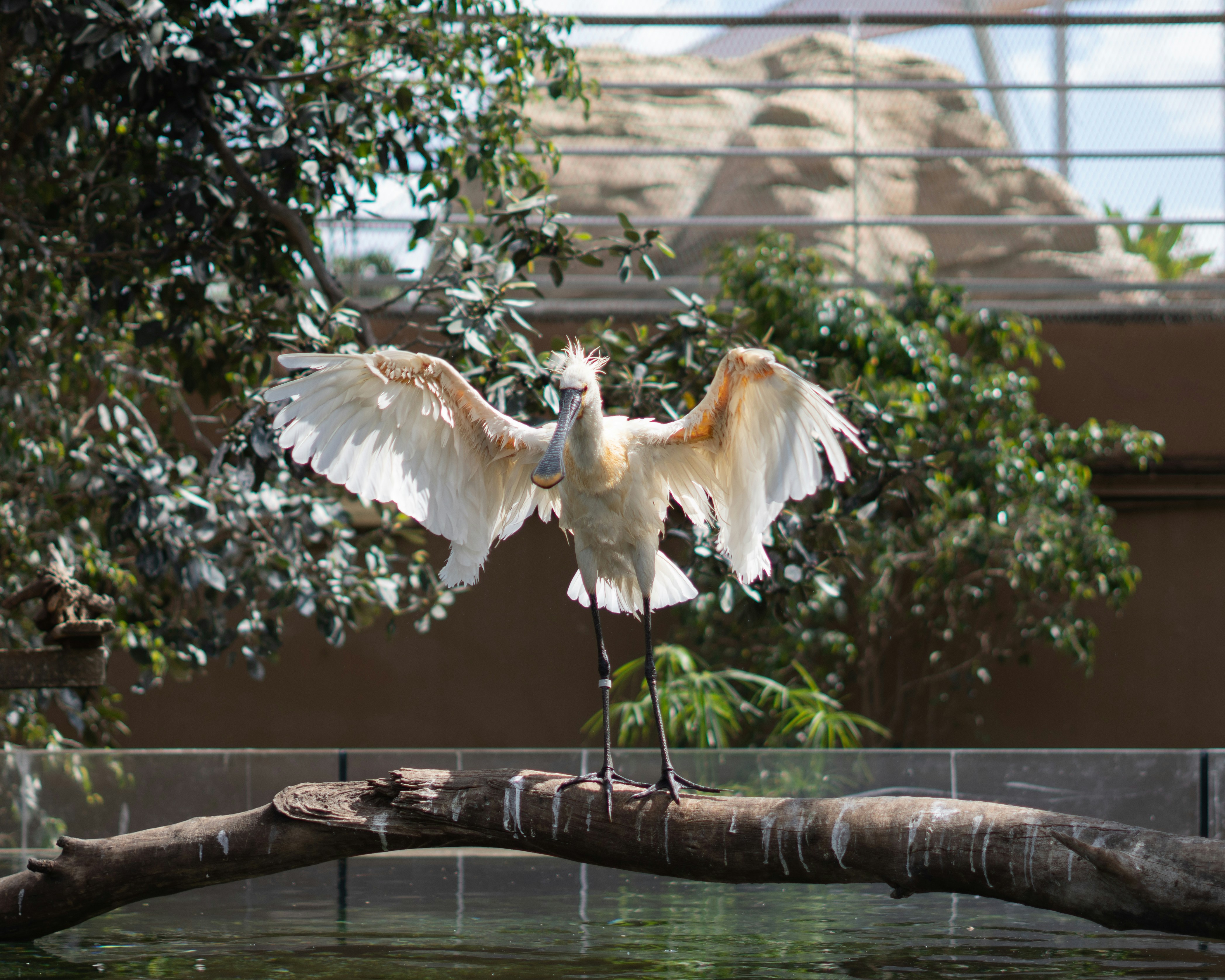 A bird spreads its wings on a log.