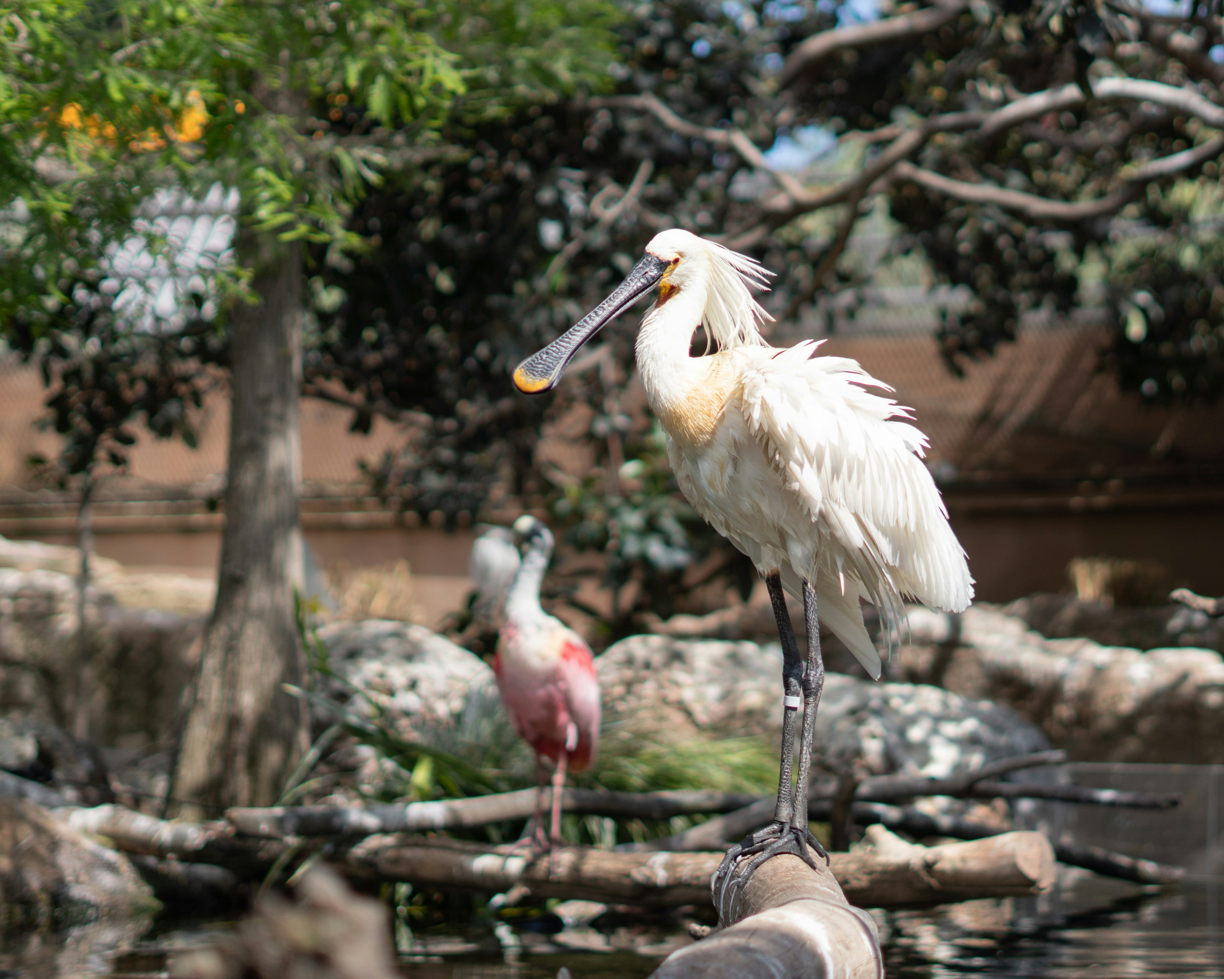 A spoonbill stands perched with another bird behind.