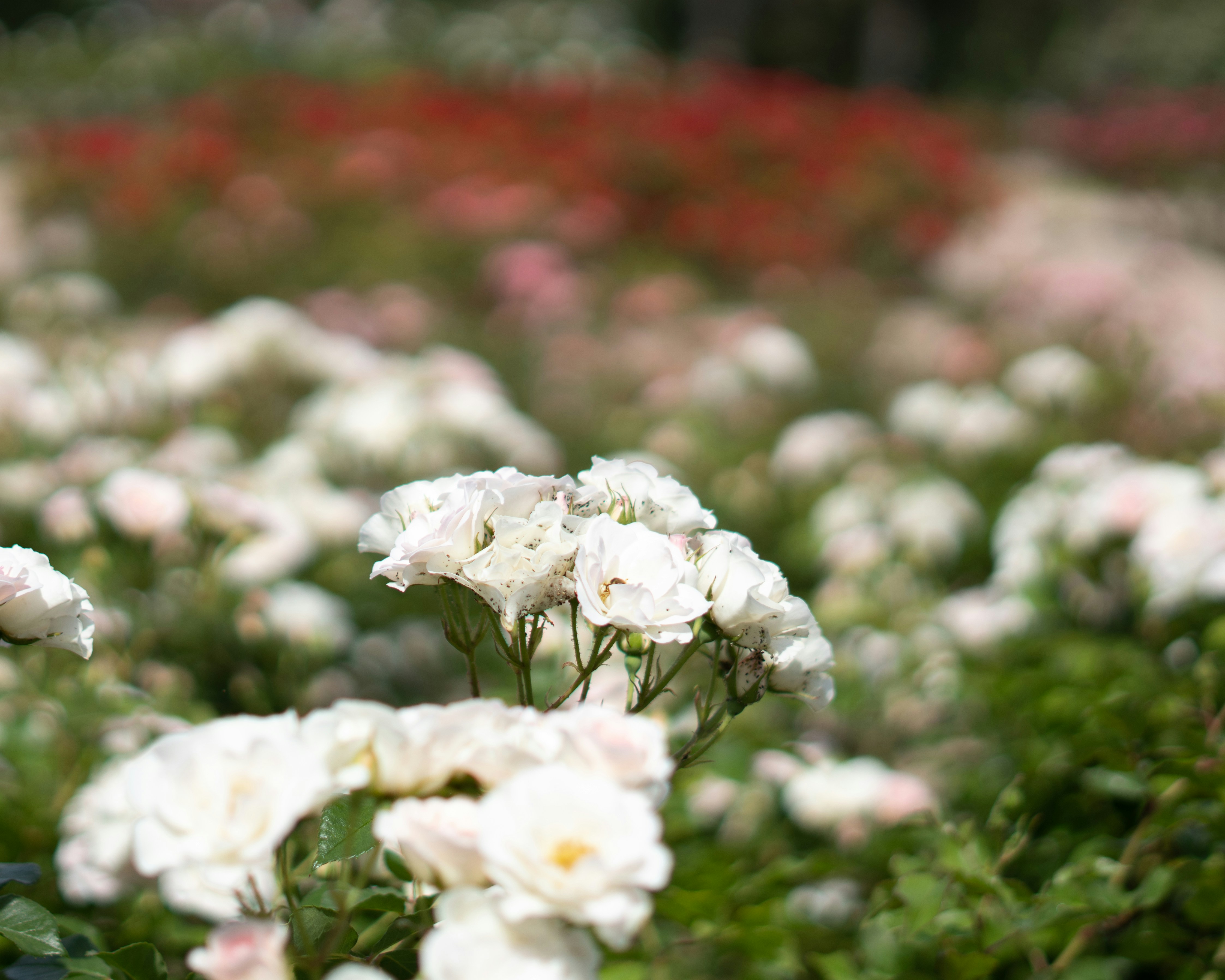 White roses bloom in a vibrant garden.