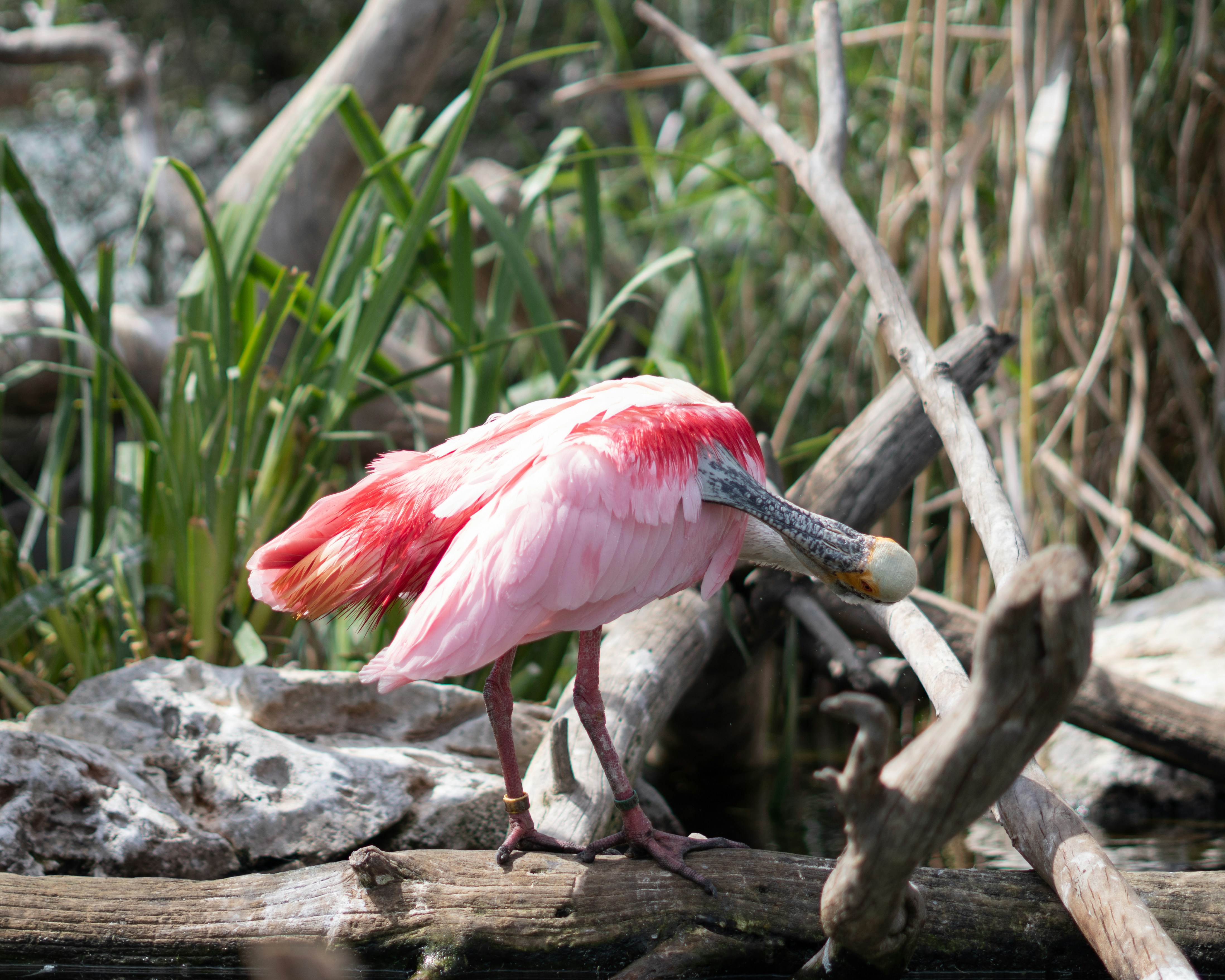 A pink roseate spoonbill preens on a log.