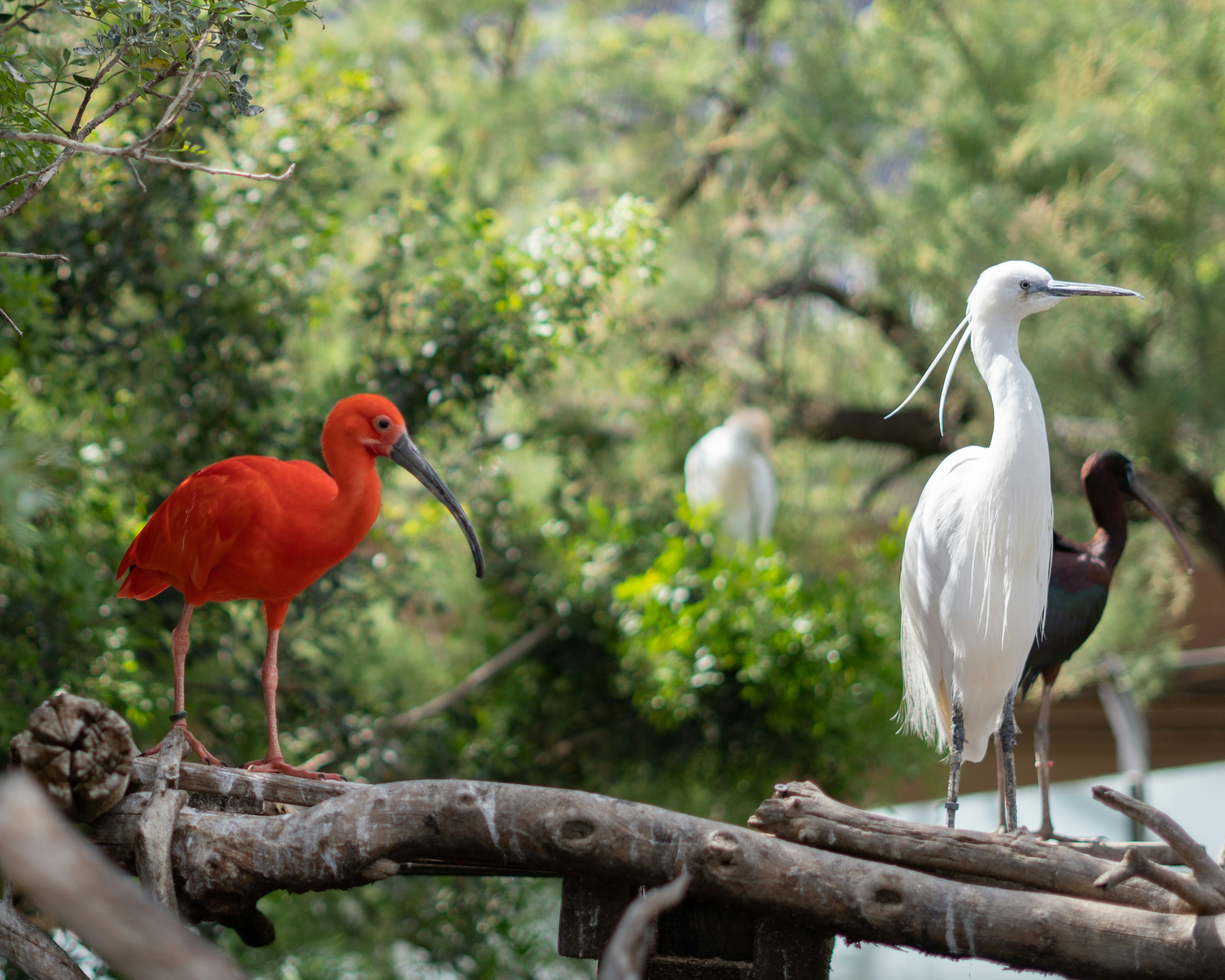 Birds of different colors perch on a branch.