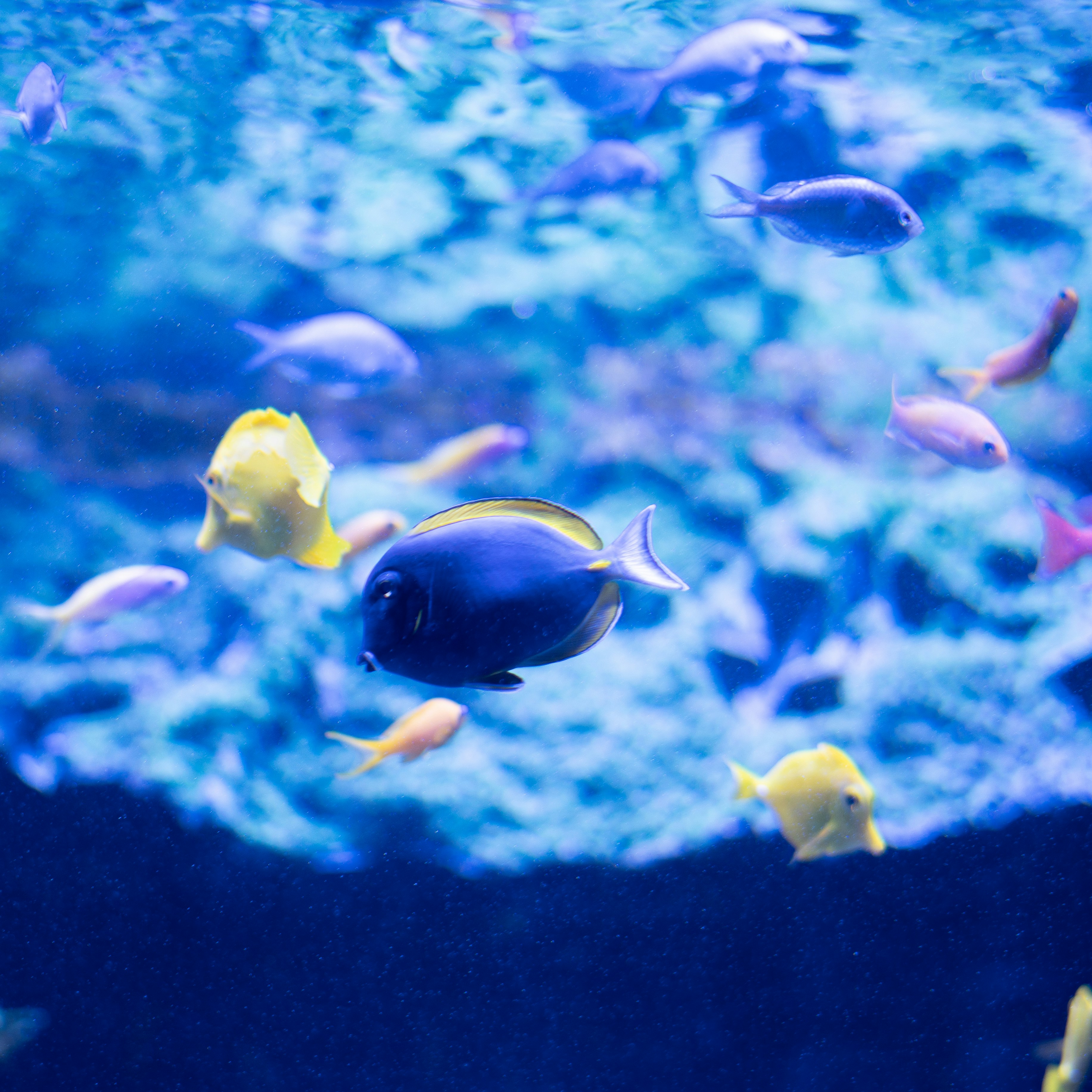 Many colorful fish swim in the clear blue water.