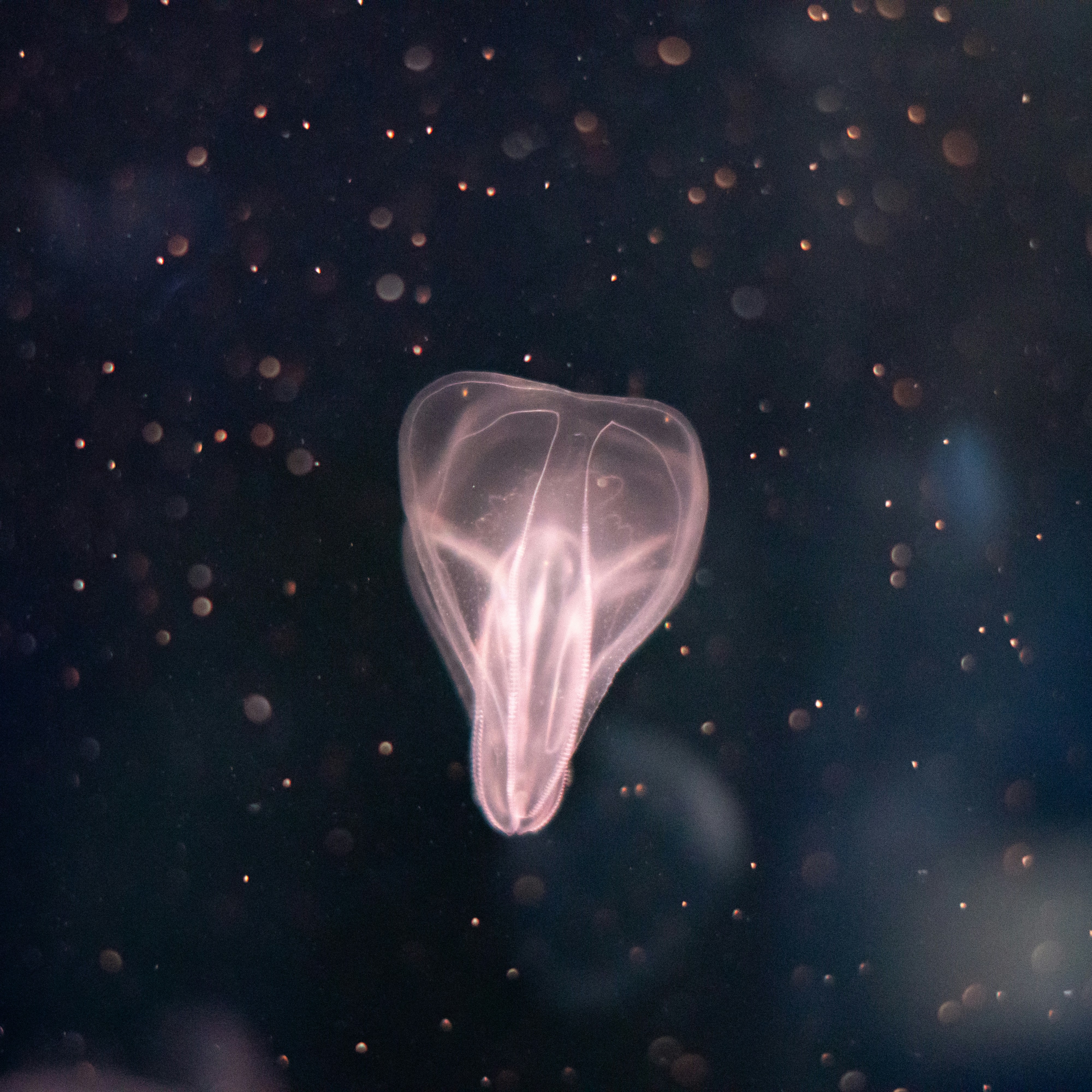 A jellyfish glides through a dark underwater scene.