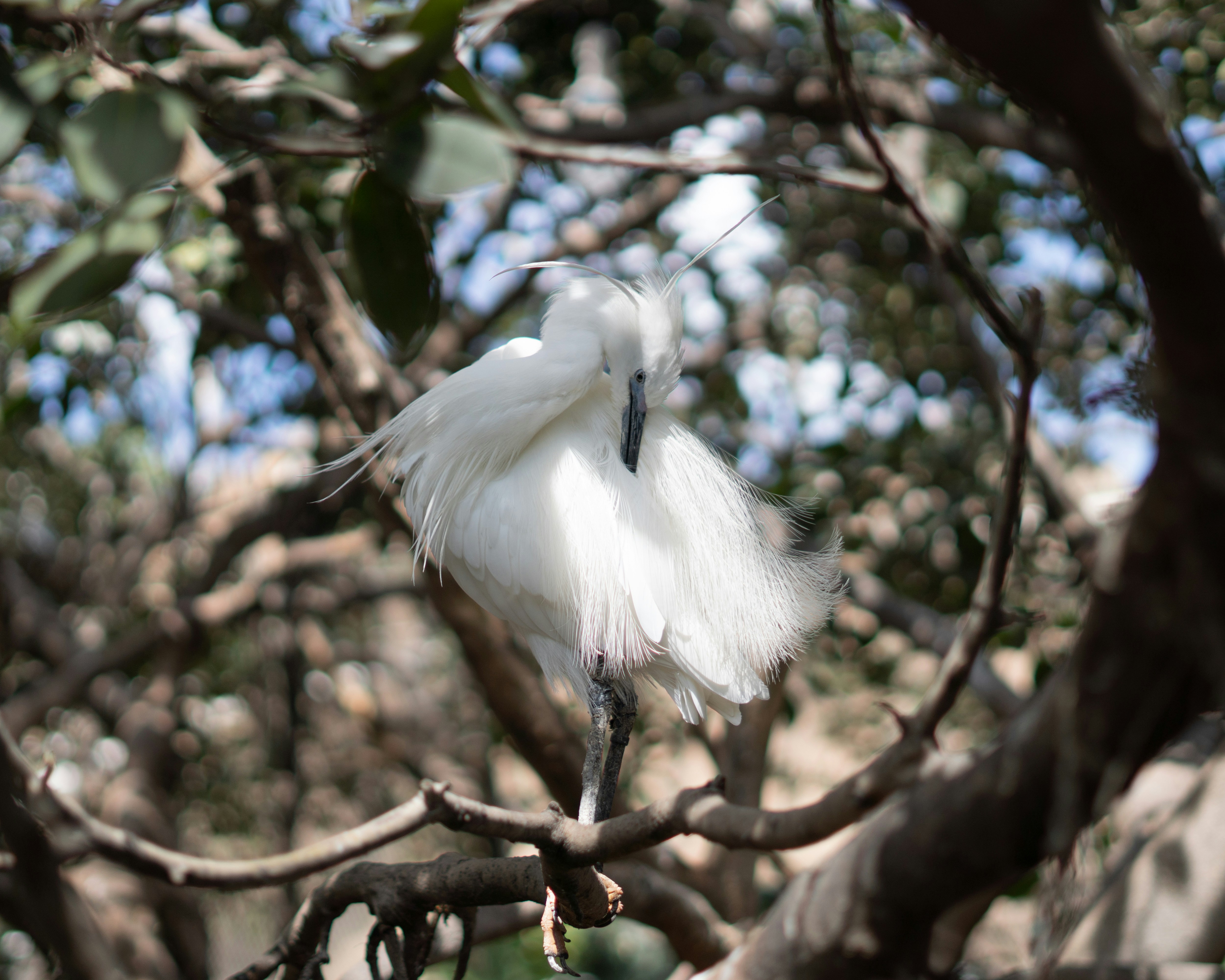 A white bird perches in a tree.