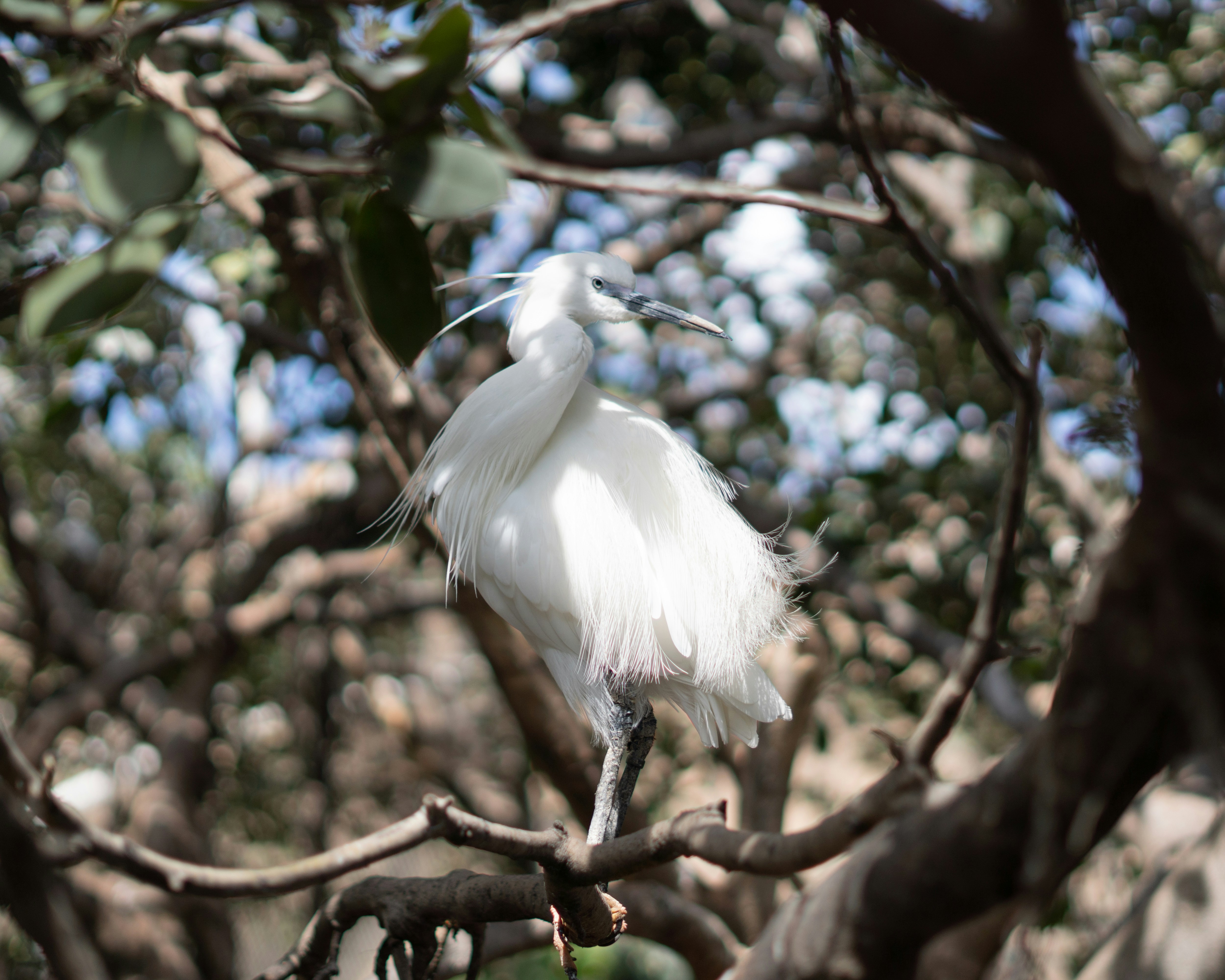 A white egret perches on a tree branch.