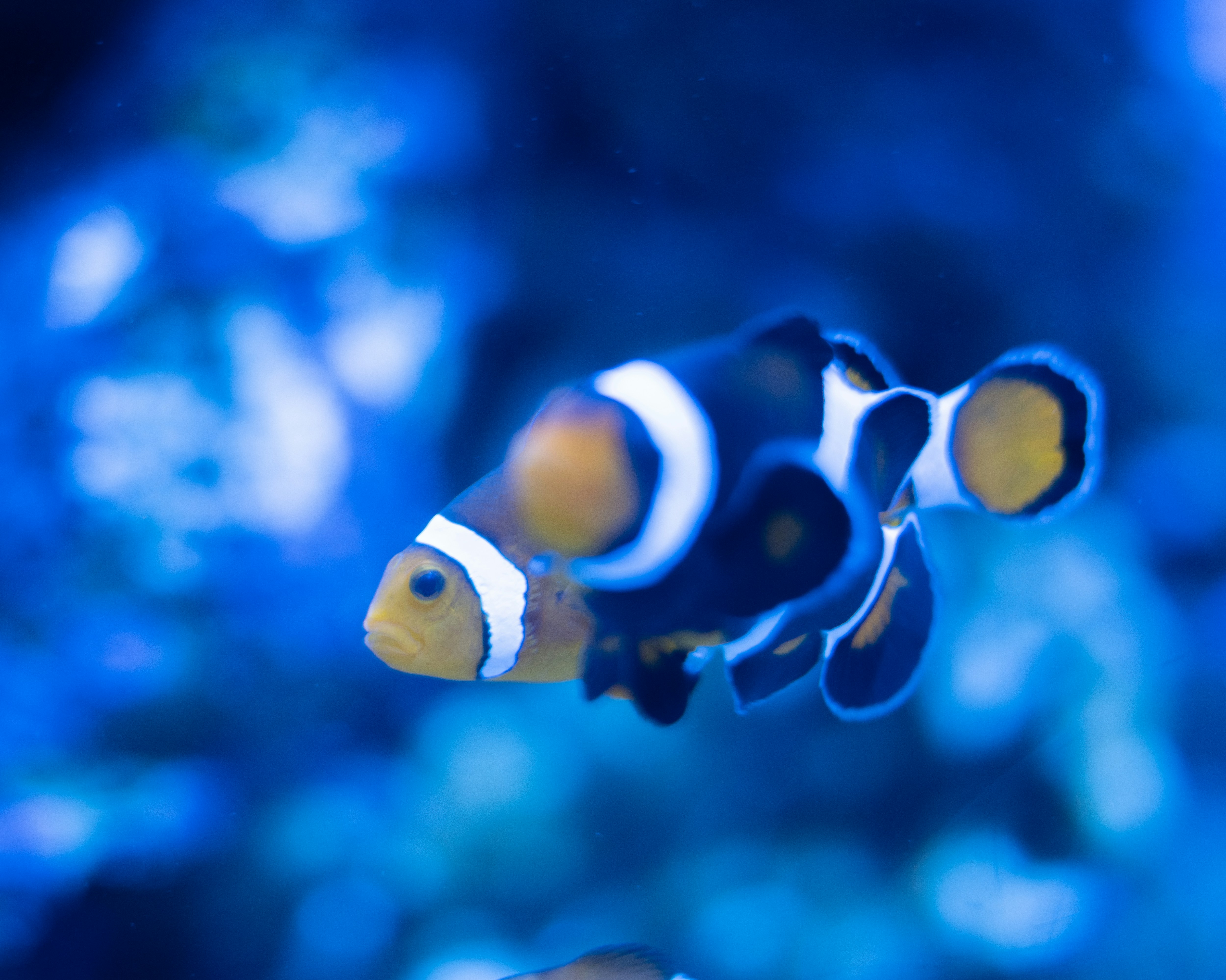 A clownfish swims in bright, blue water.