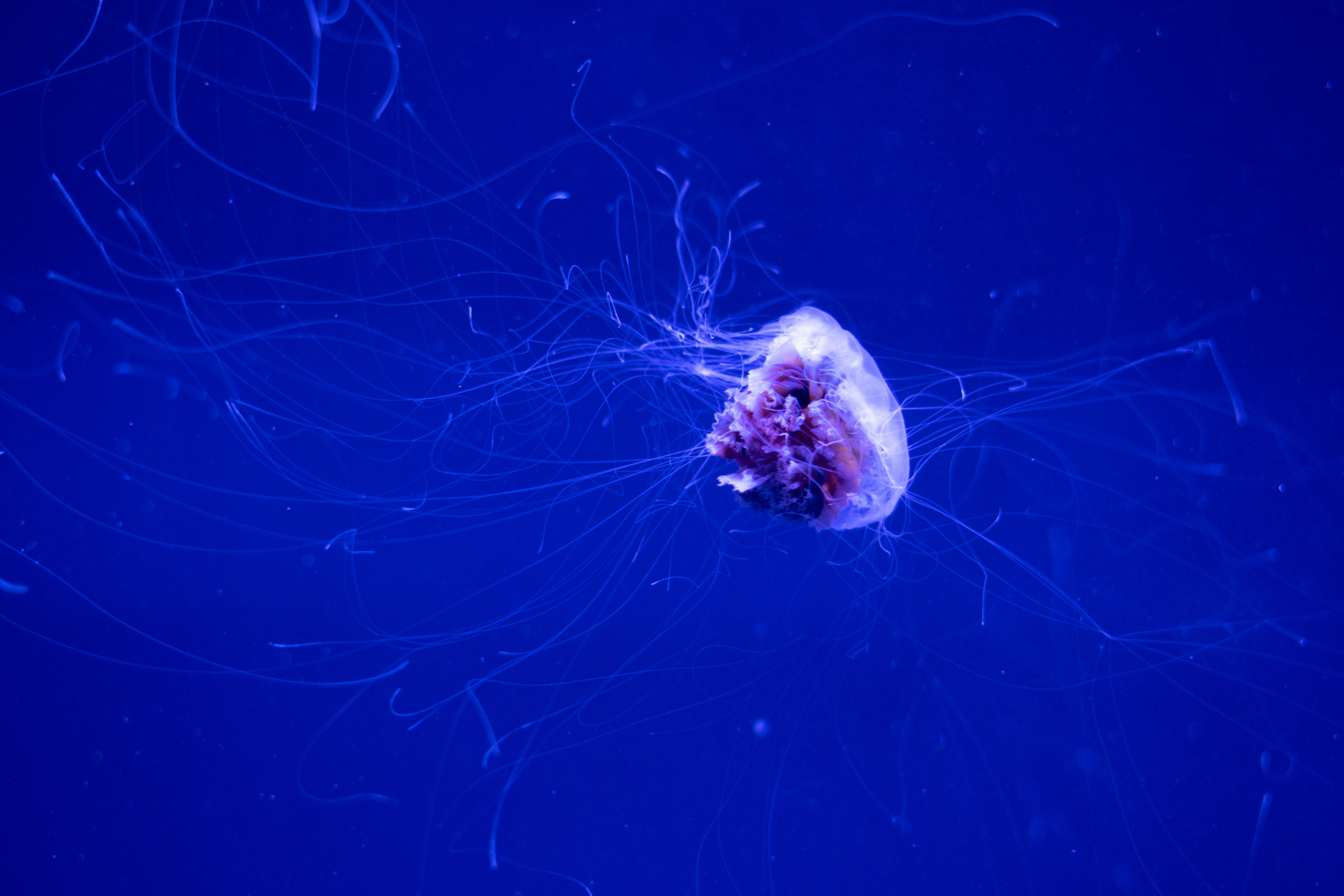 A jellyfish floats in deep blue water.