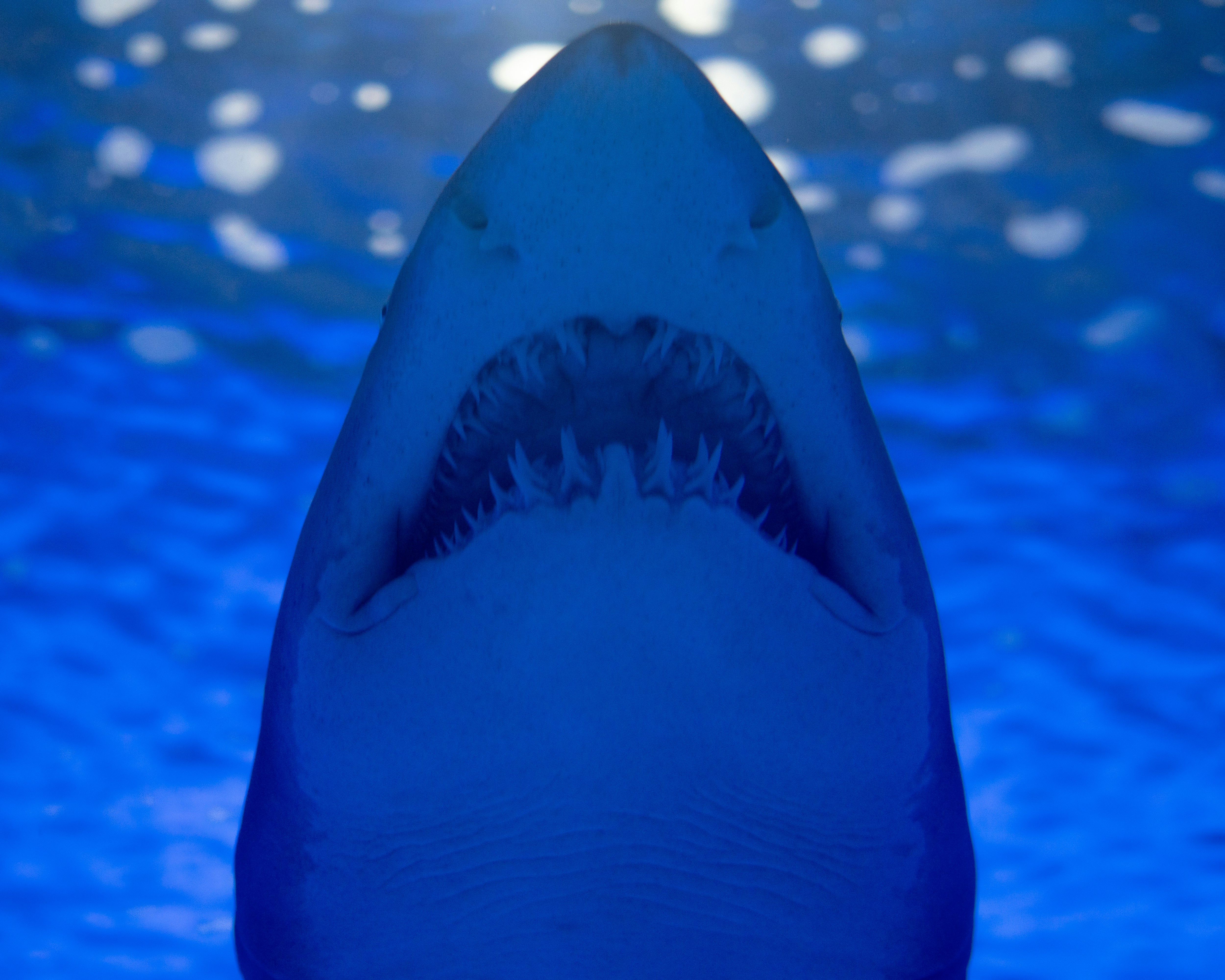A shark displays its menacing teeth.
