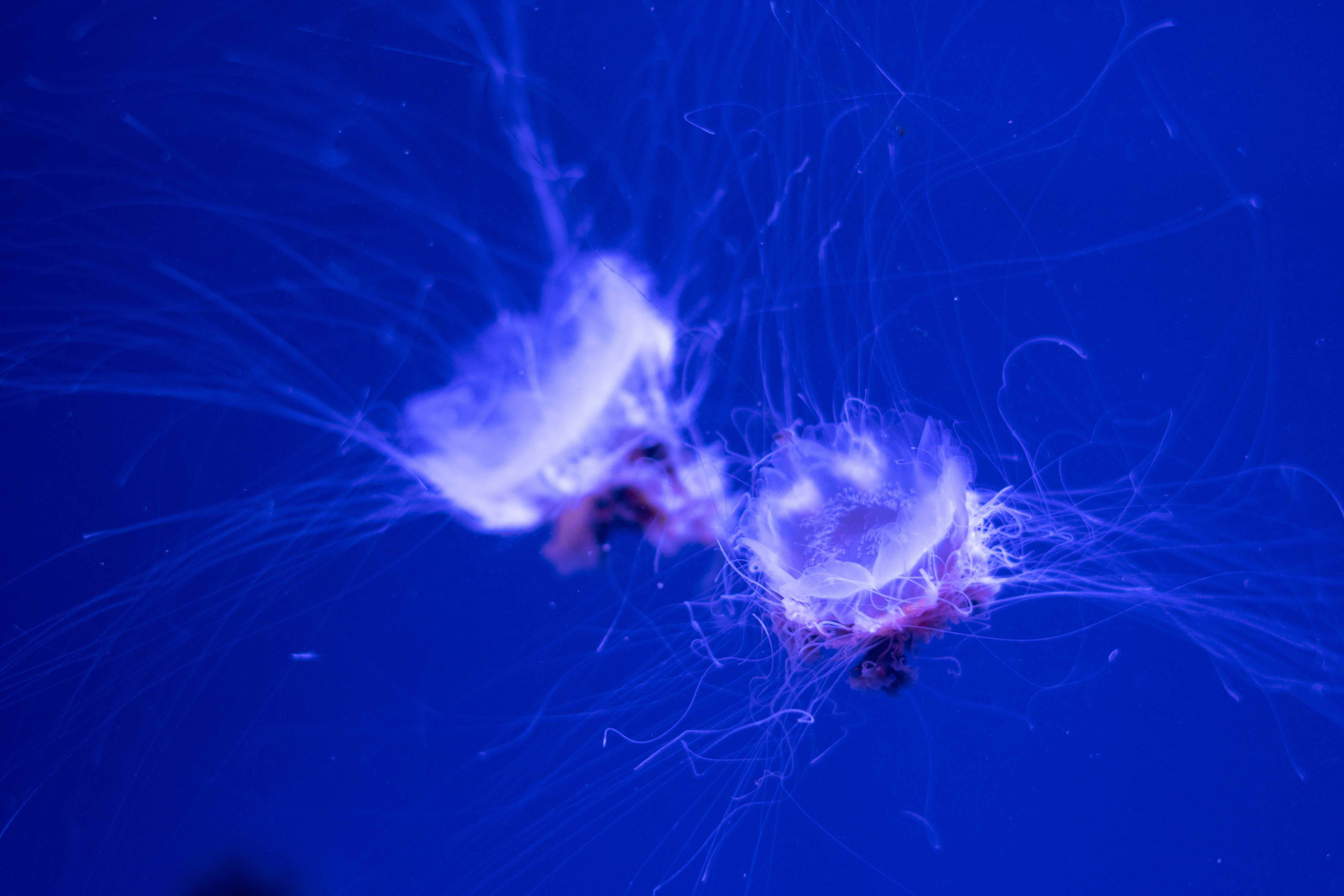 Two jellyfish float in blue water.