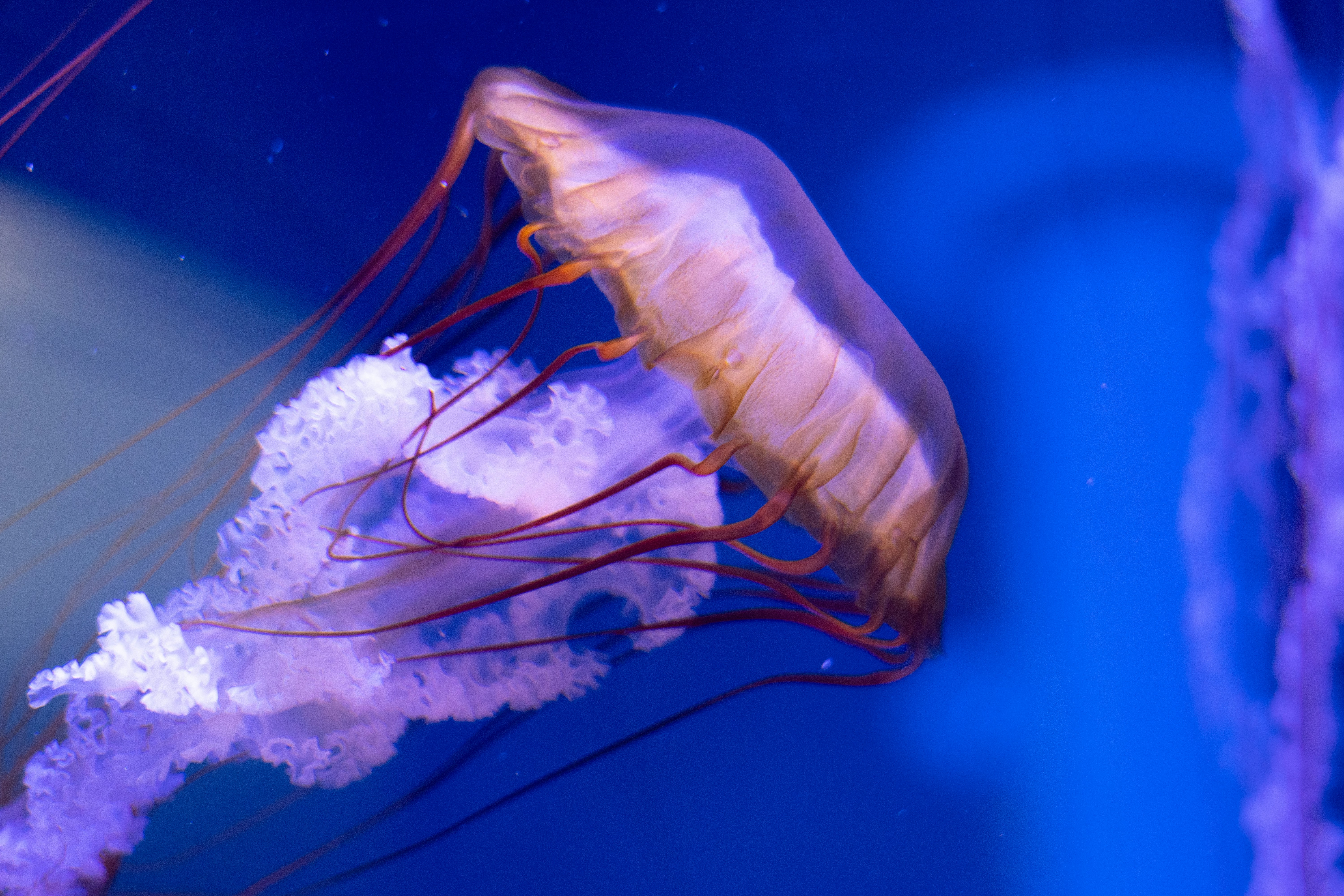 Jellyfish gracefully glide through the ocean water.