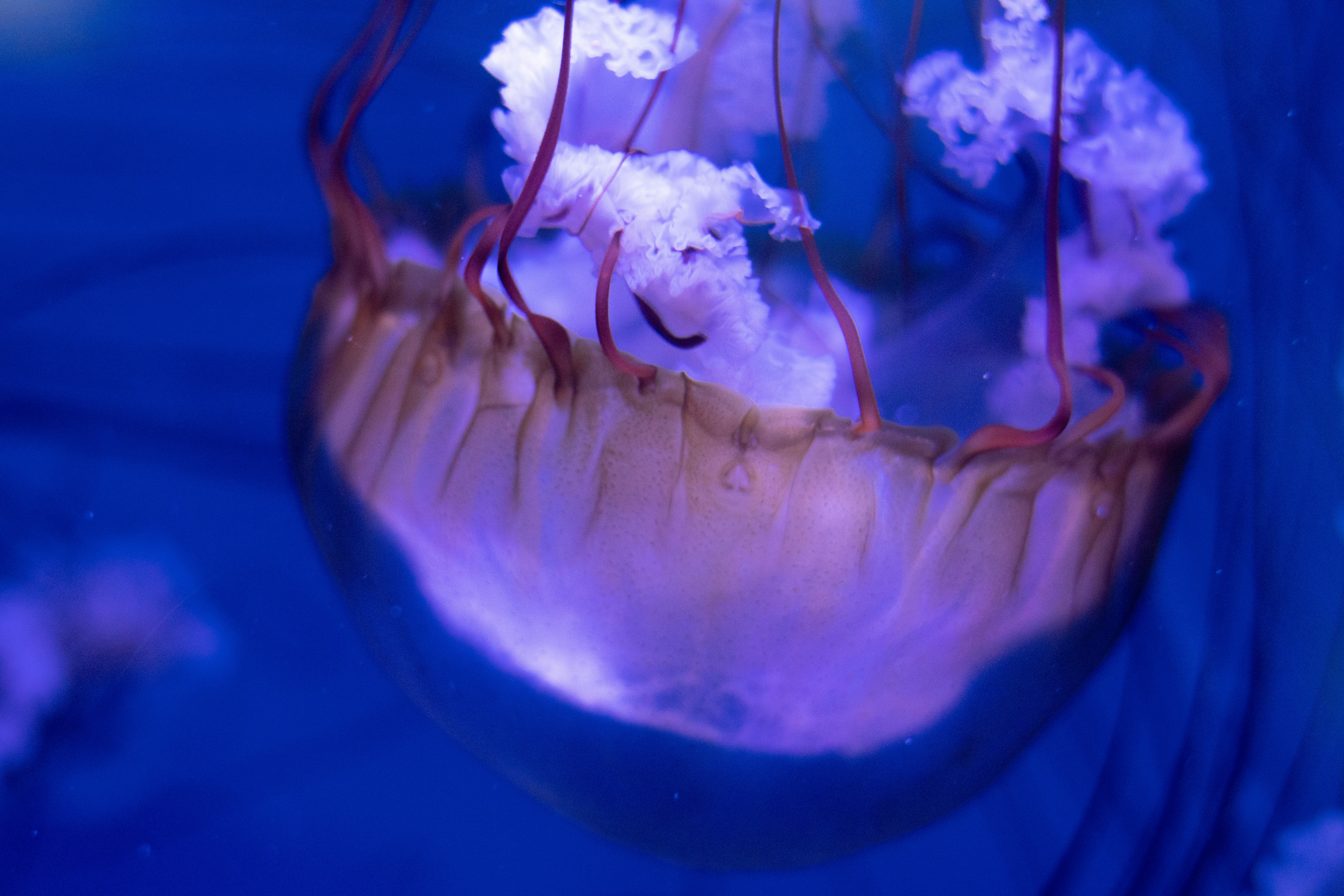 A beautiful jellyfish swims gracefully in the water.