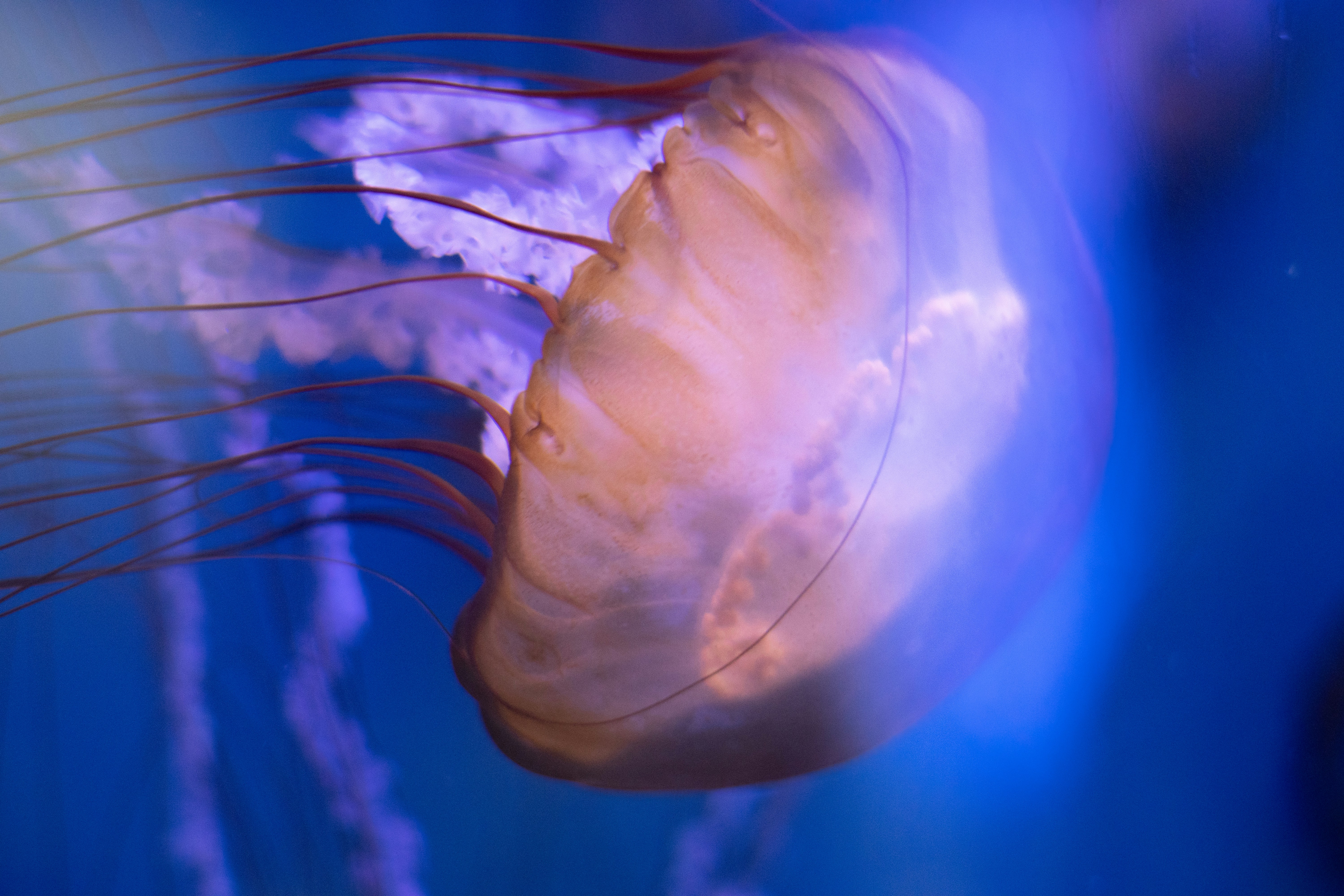 A beautiful jellyfish swims through the water.