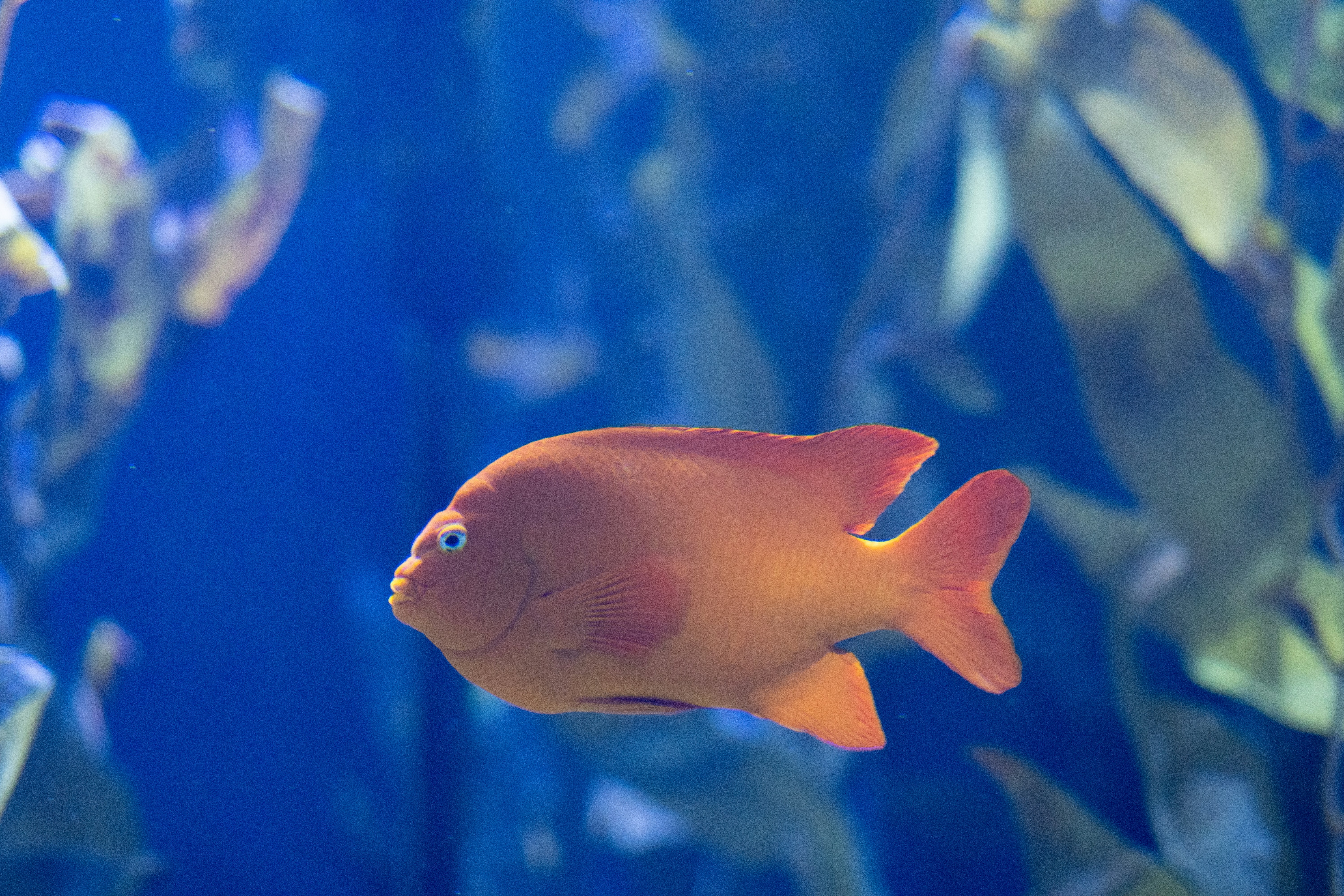 Orange fish swims in the ocean.
