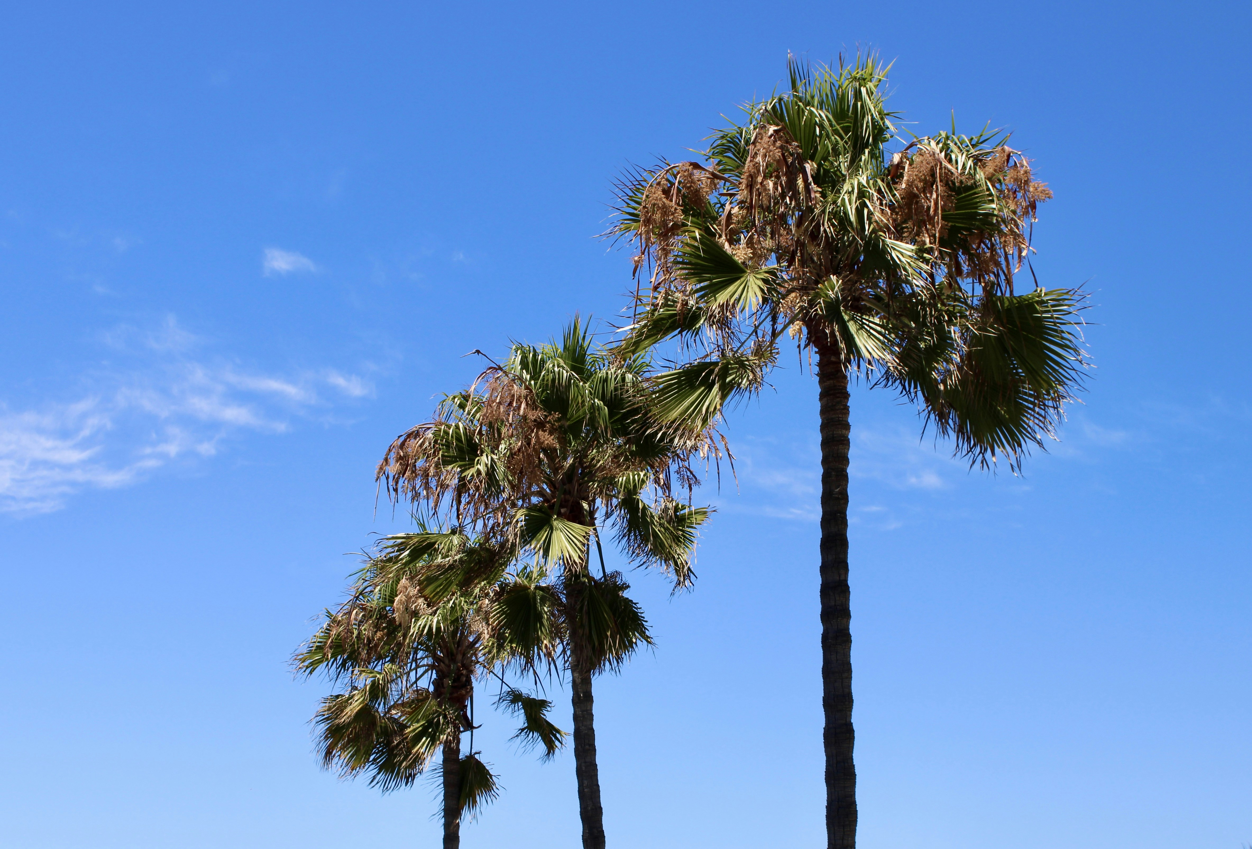 Palm trees sway gently against a bright blue sky.
