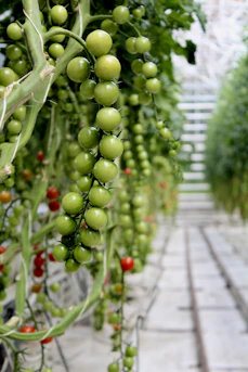 Green tomatoes grow on the vine in a greenhouse.