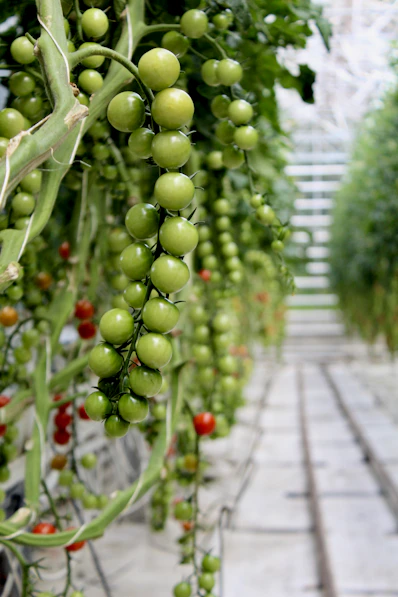 Green tomatoes grow on the vine in a greenhouse.