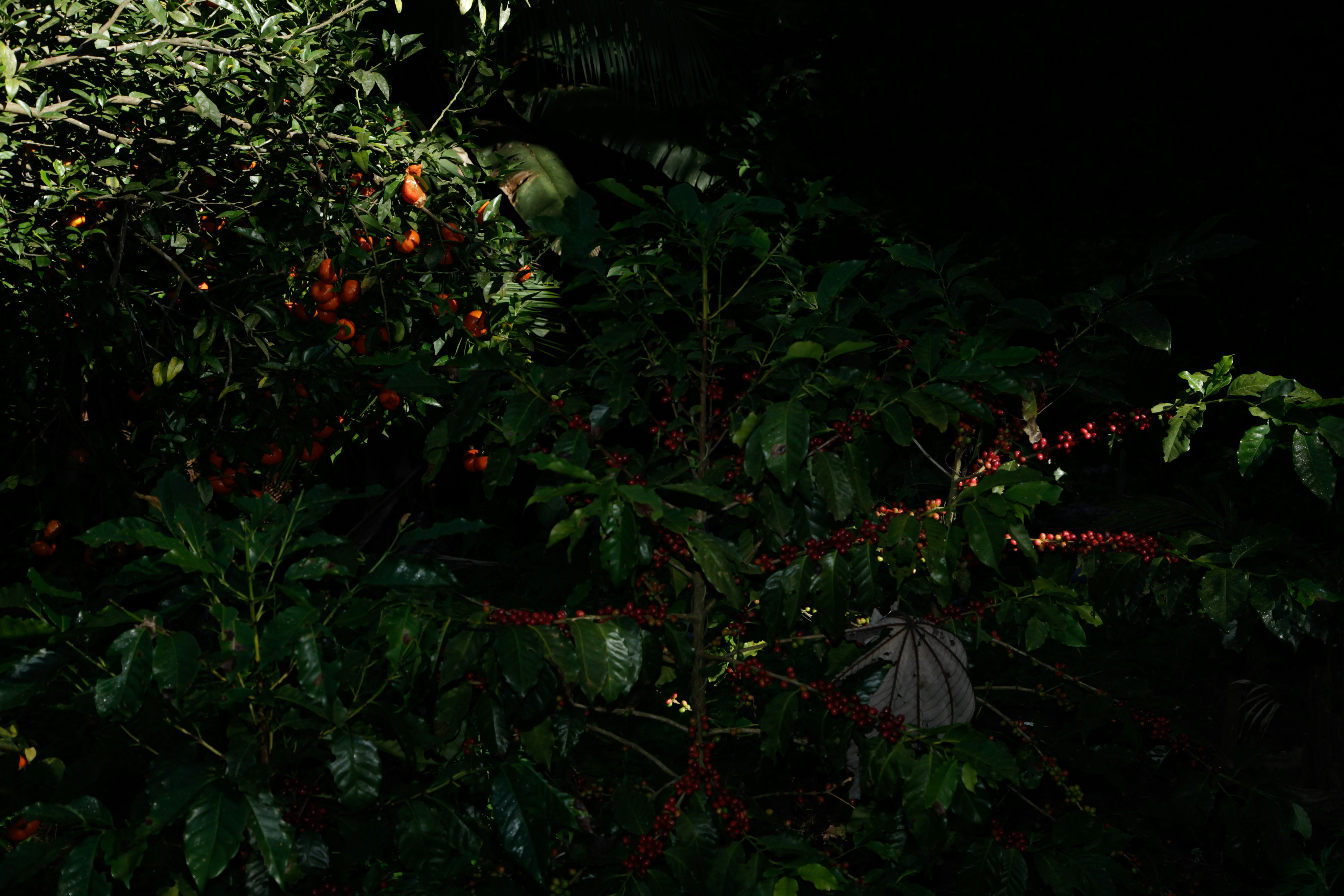 Photo by projetocafegatomourisco