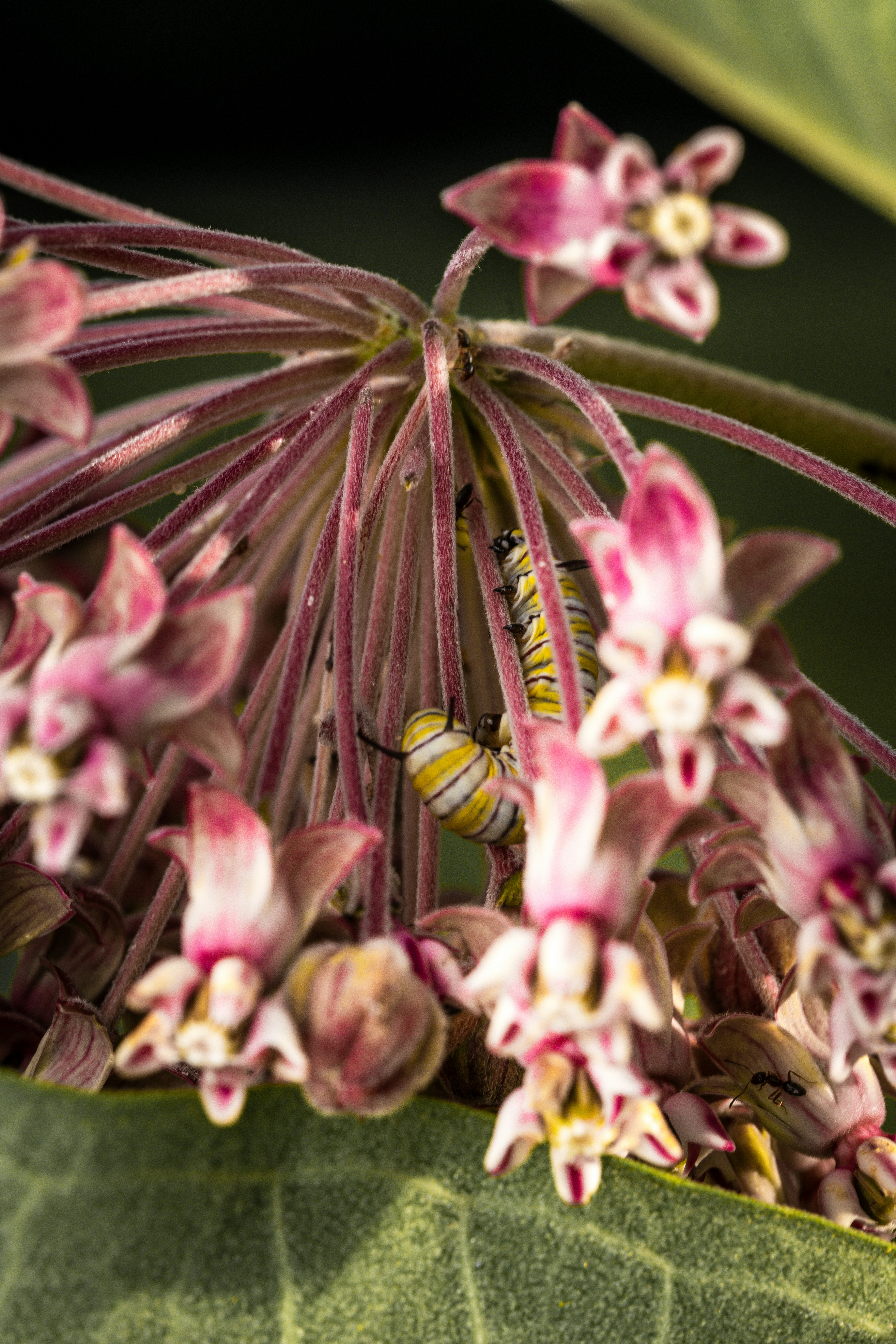 オオカバマダラの毛虫がトウワタの花の上に休んでいます。