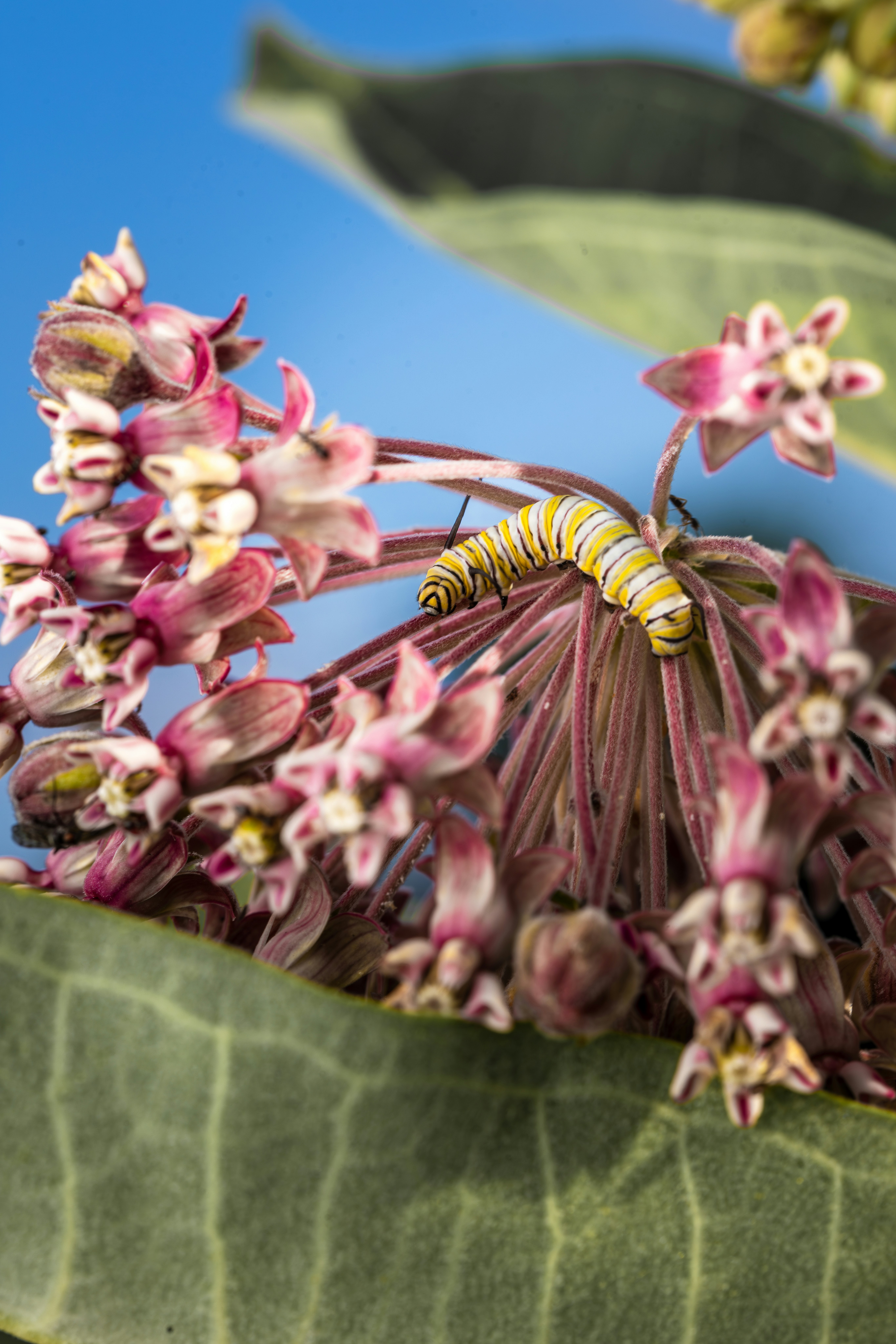 毛虫は花を食べます。