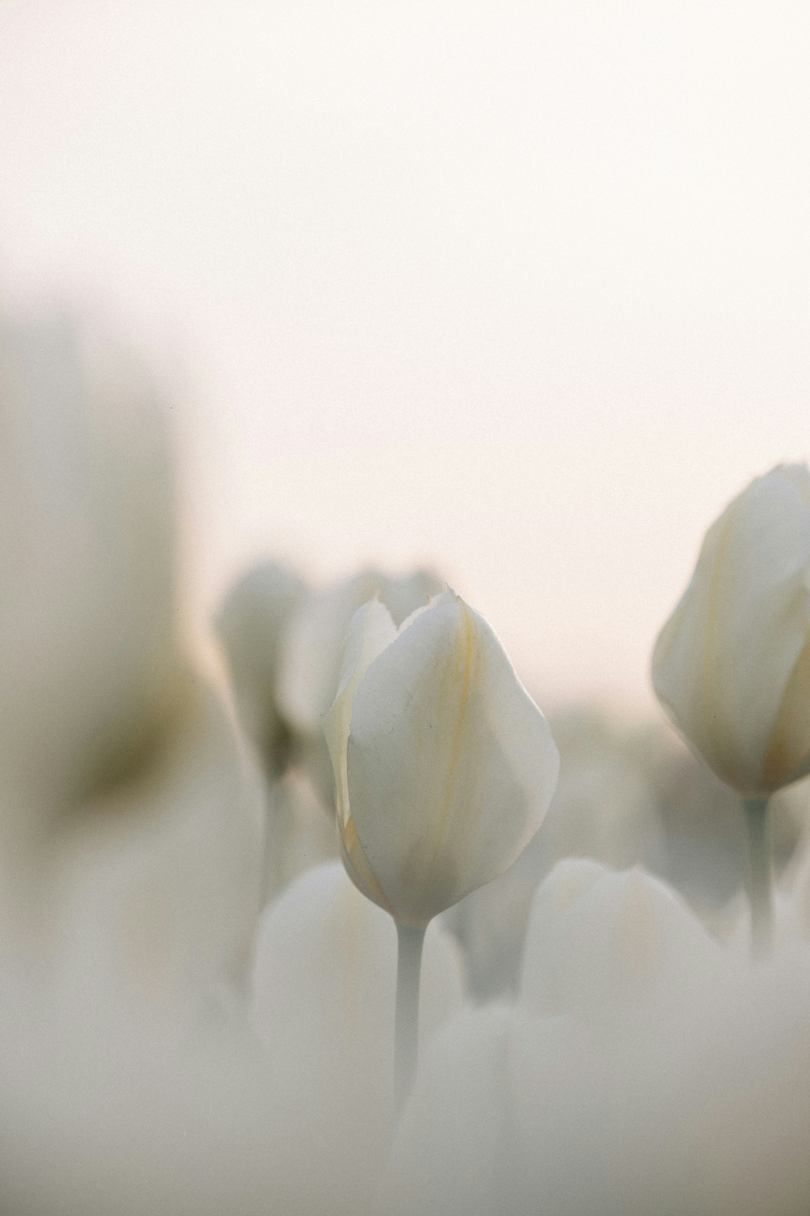 White tulips blossom beautifully against the morning light.