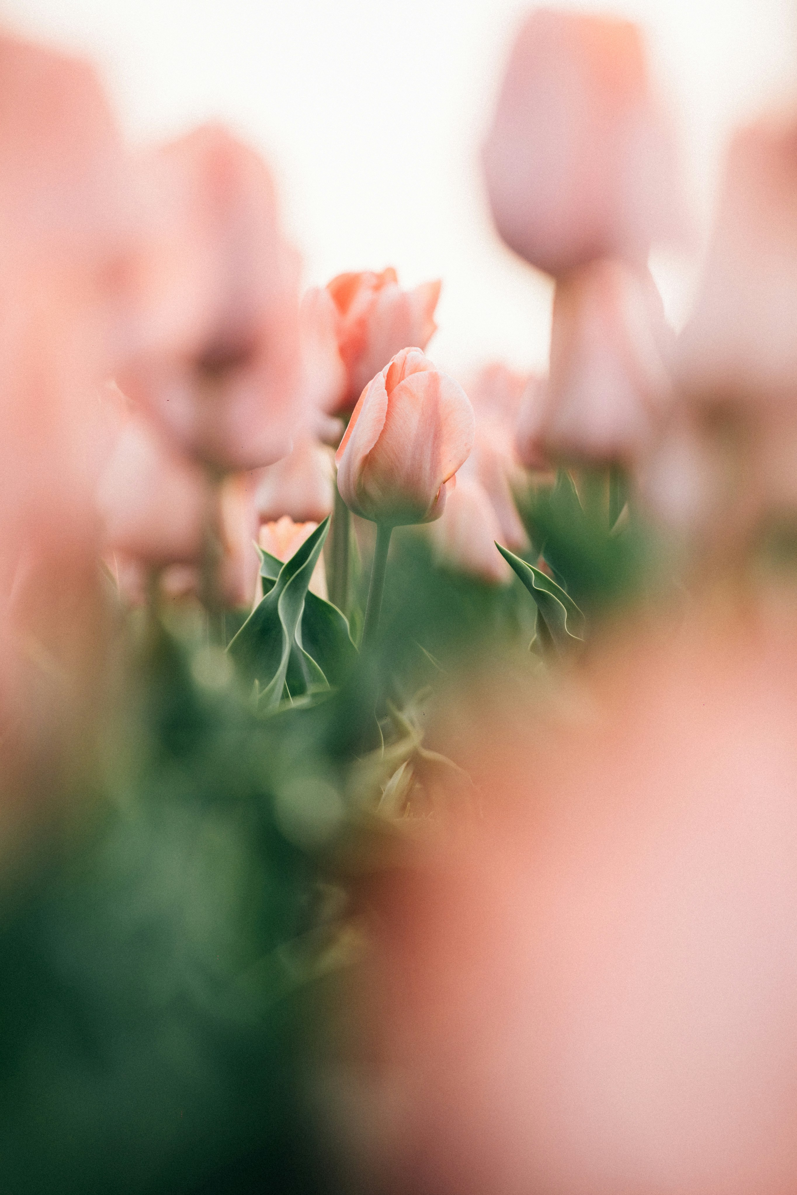 I tulipani rosa tenue sbocciano in un campo.